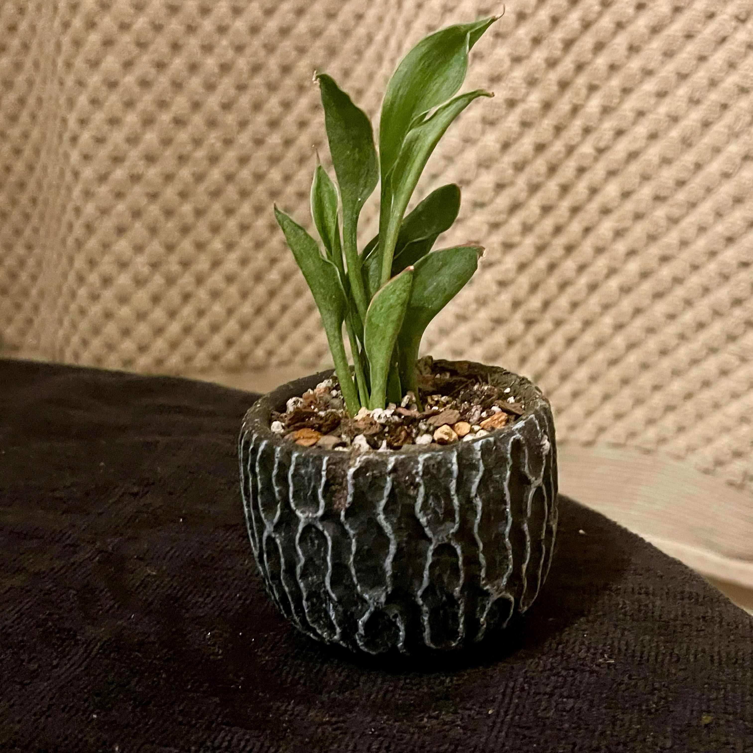 Photo of the plant species Teaspoons Snake Plant by @riverzend named teskeiðar on Greg, the plant care app