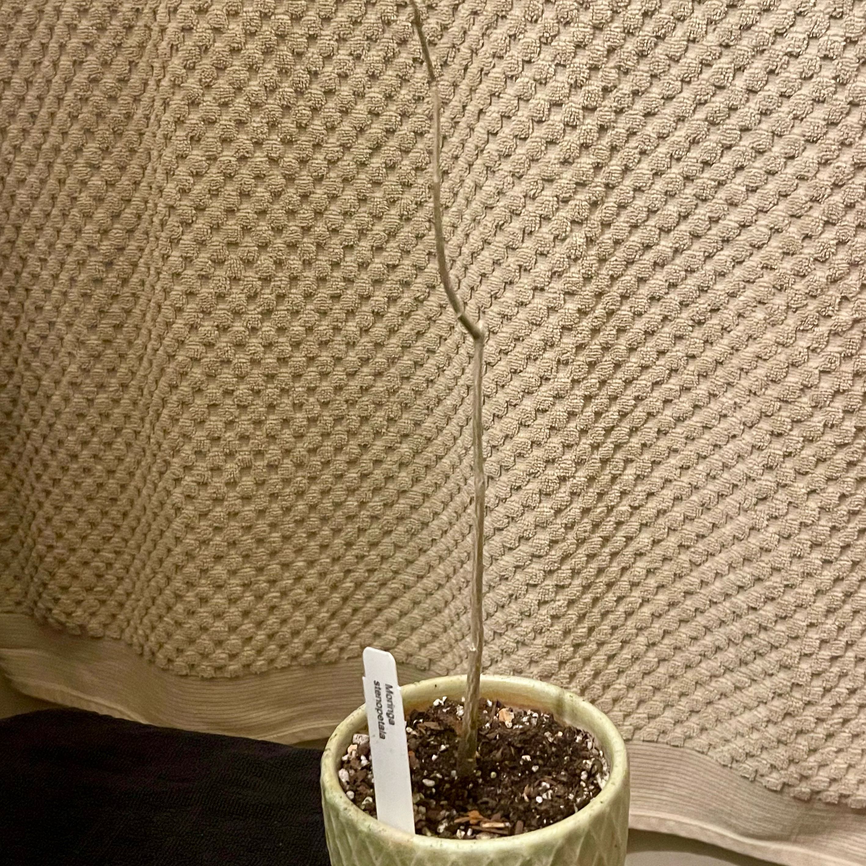 Photo of the plant species Phantom tree by @riverzend named m. stenopetala on Greg, the plant care app
