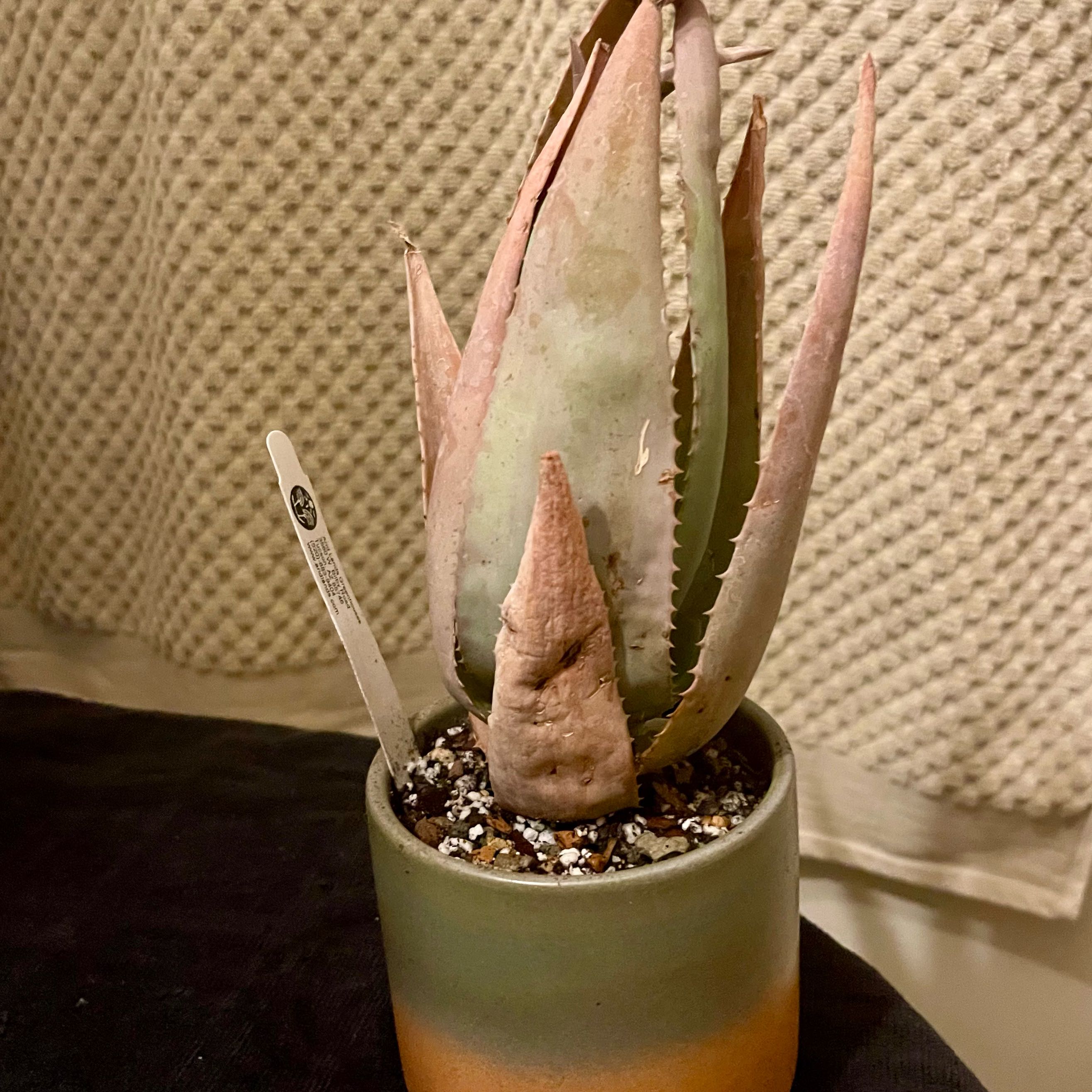 Photo of the plant species Aloe conifera by @riverzend named a. chrysostachys on Greg, the plant care app