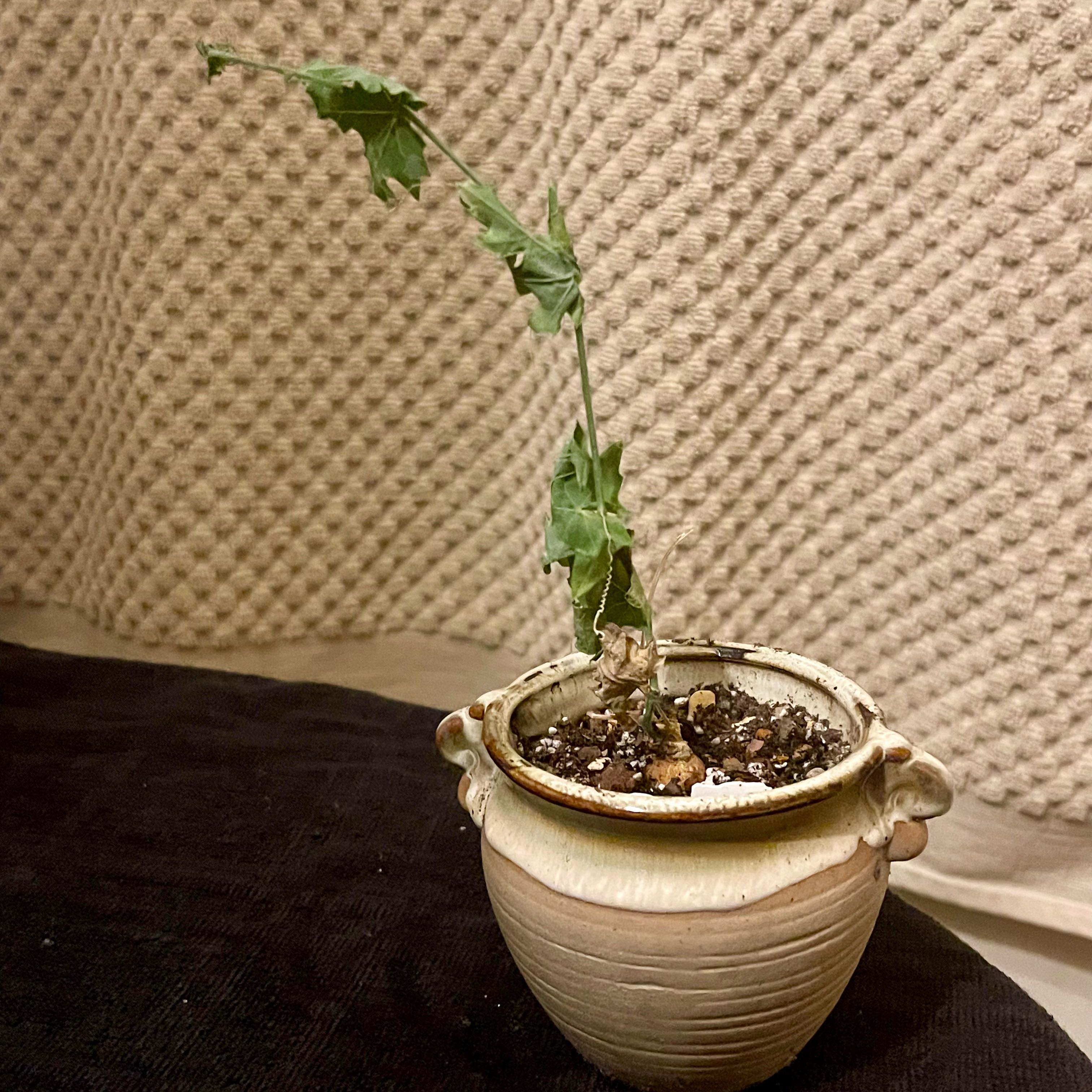 Photo of the plant species Scarlet Gourd by @riverzend named c. sessilifolia on Greg, the plant care app