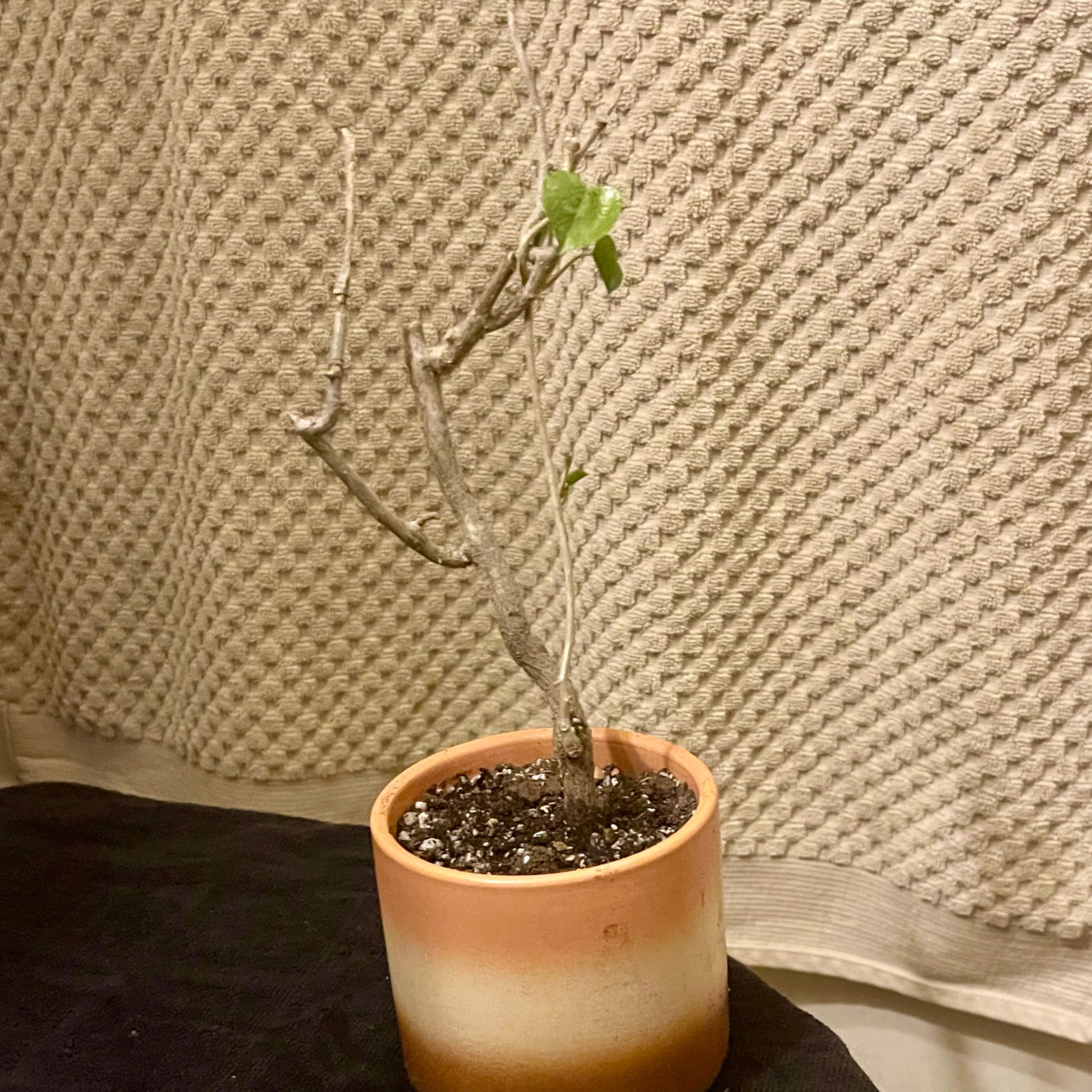 Photo of the plant species Orange Grape Creeper by @riverzend named tinospora caffra on Greg, the plant care app