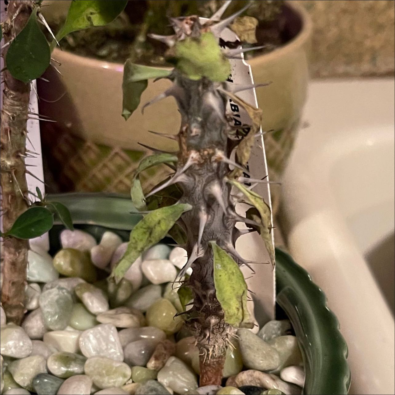 Photo of the plant species Euphorbia Croizatii by @riverzend named zati on Greg, the plant care app