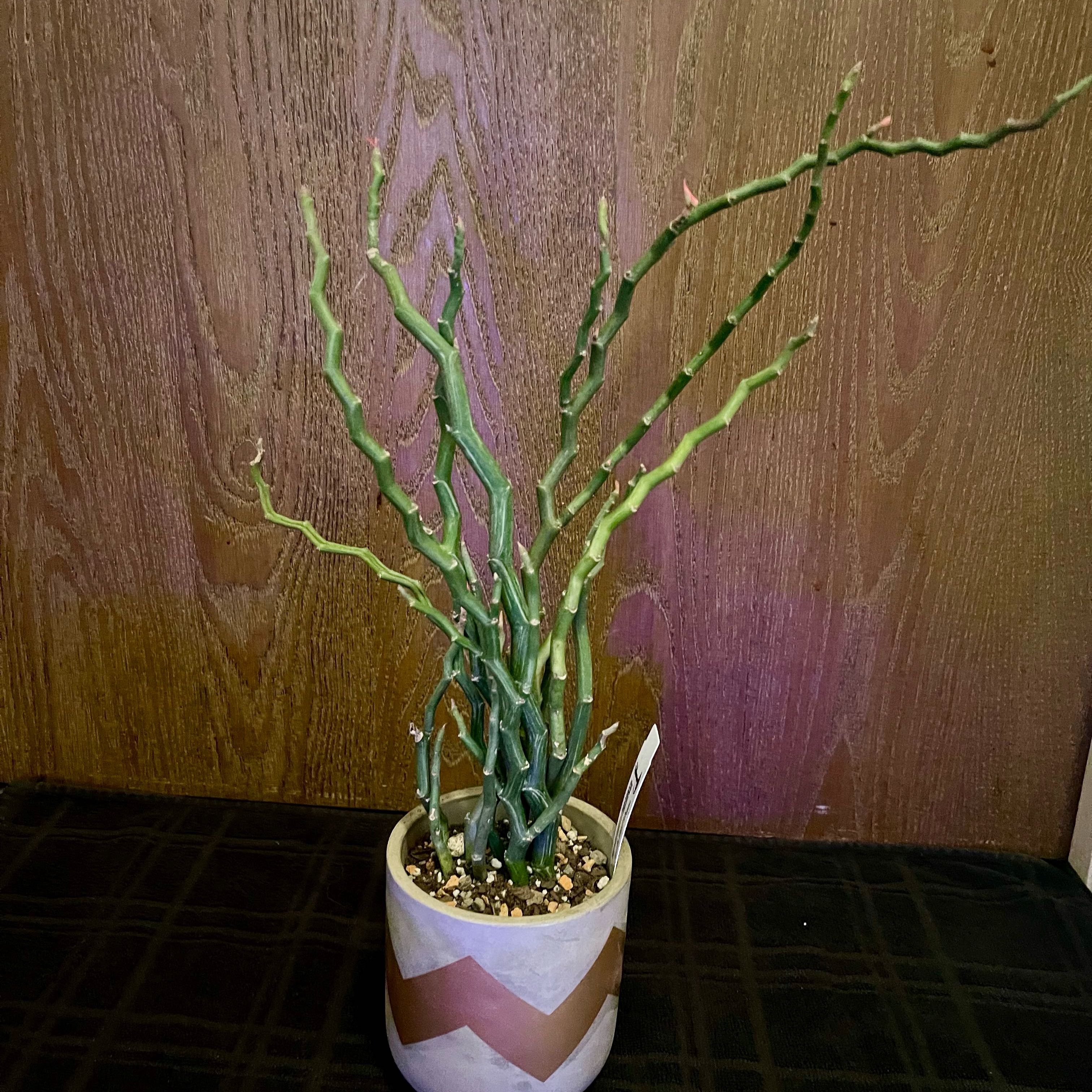 Photo of the plant species Pedilanthus macrocarpus by @riverzend named p.m. monstrose on Greg, the plant care app