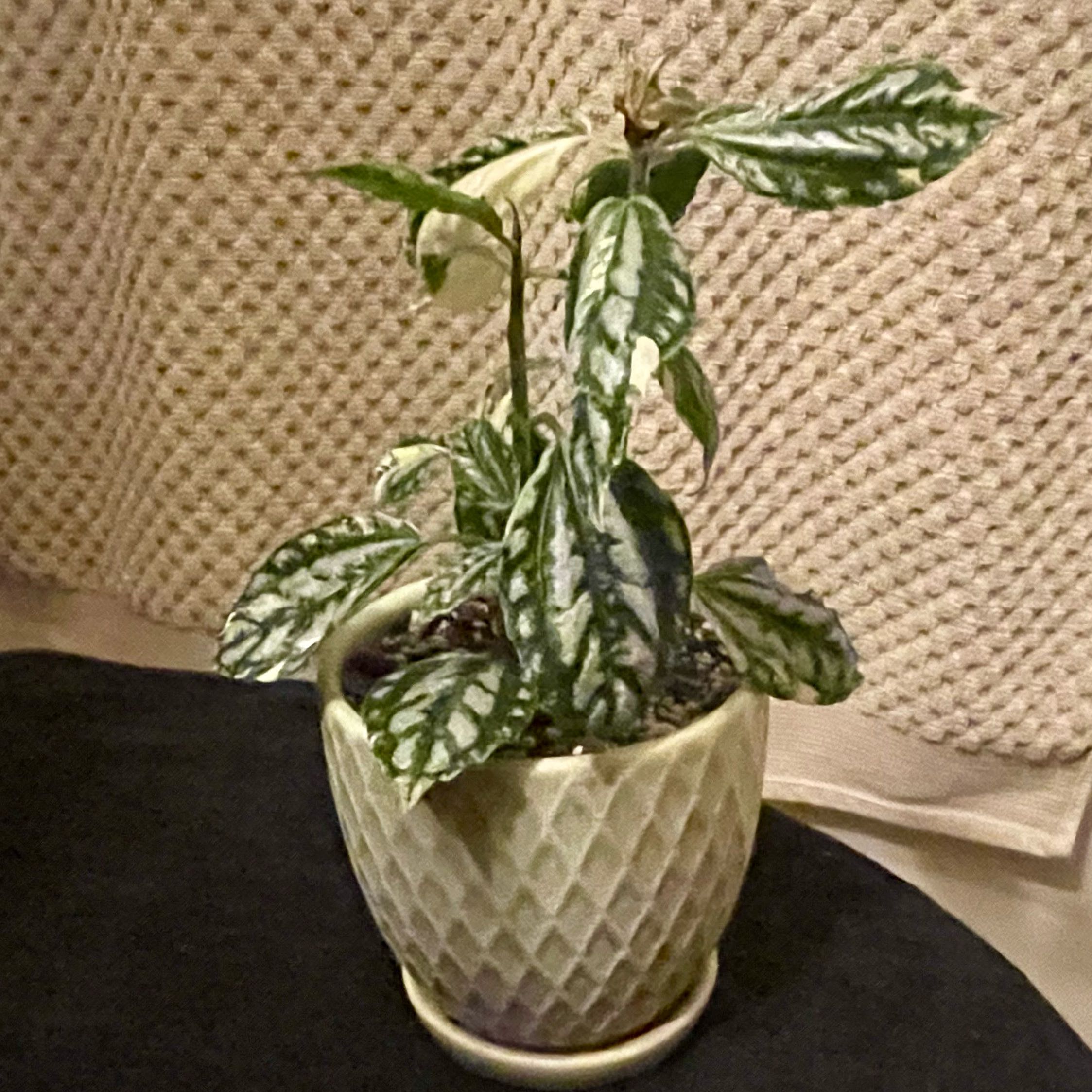 Photo of the plant species Variegated Aluminum Plant by @riverzend named áli on Greg, the plant care app