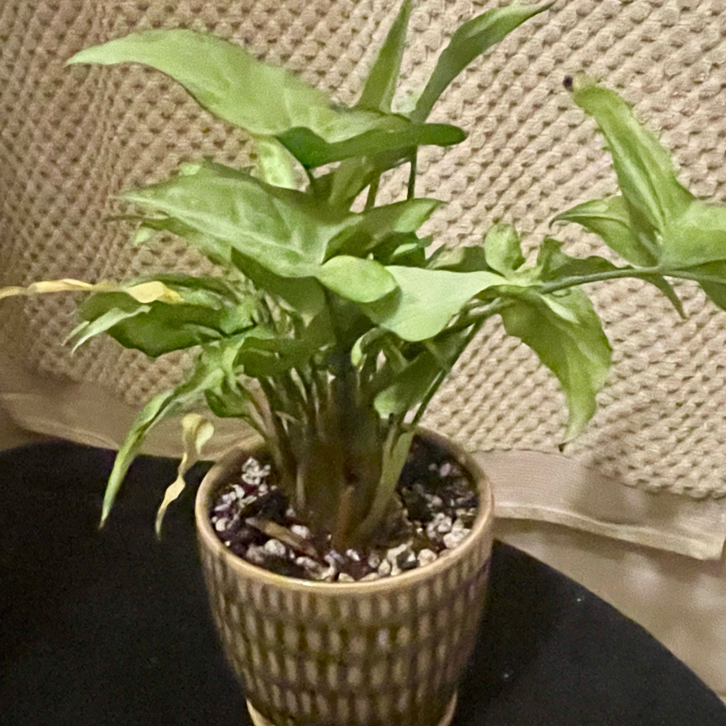 Photo of the plant species Syngonium Silver Fox by @riverzend named refur on Greg, the plant care app