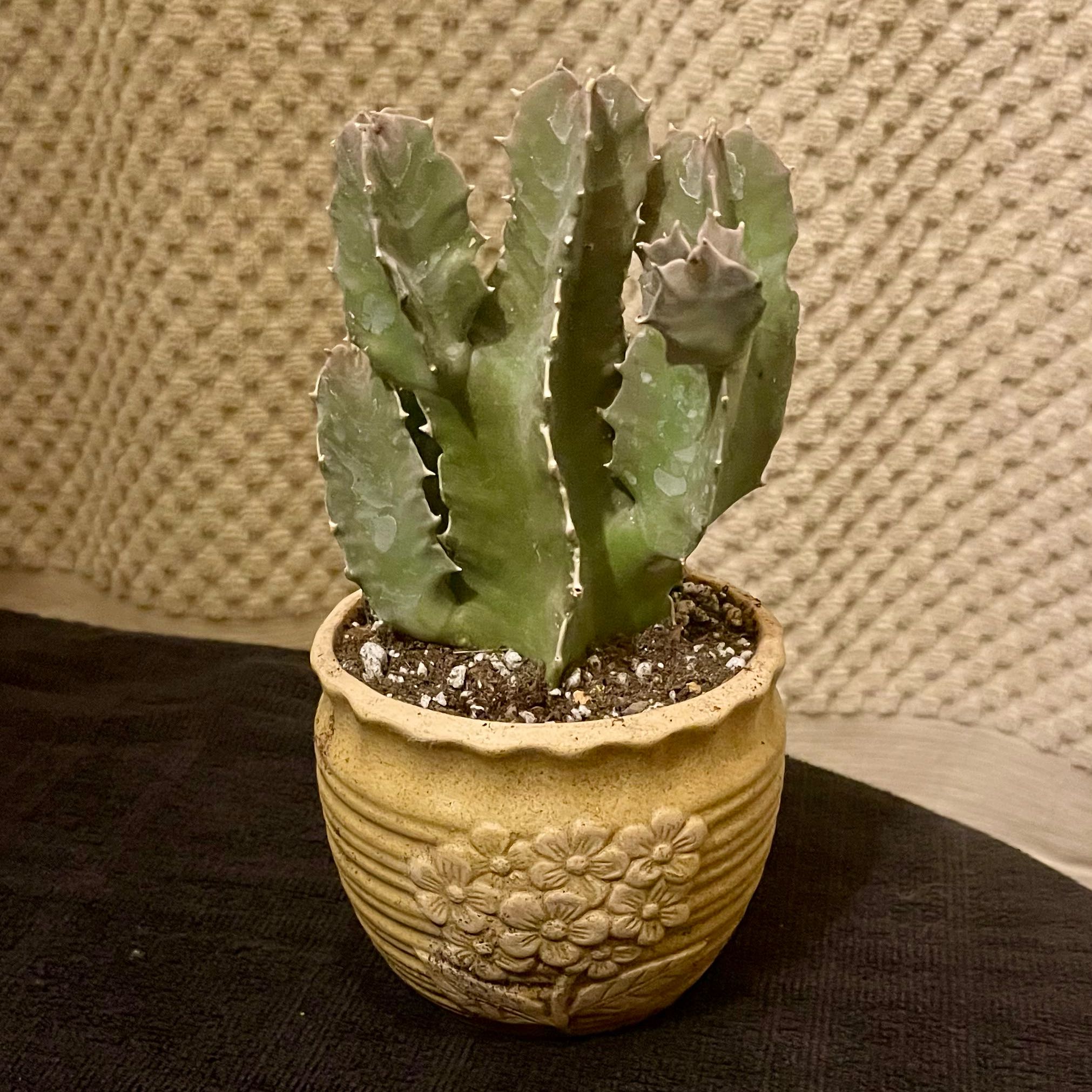Photo of the plant species Caralluma Acutangula by @riverzend named natuca on Greg, the plant care app