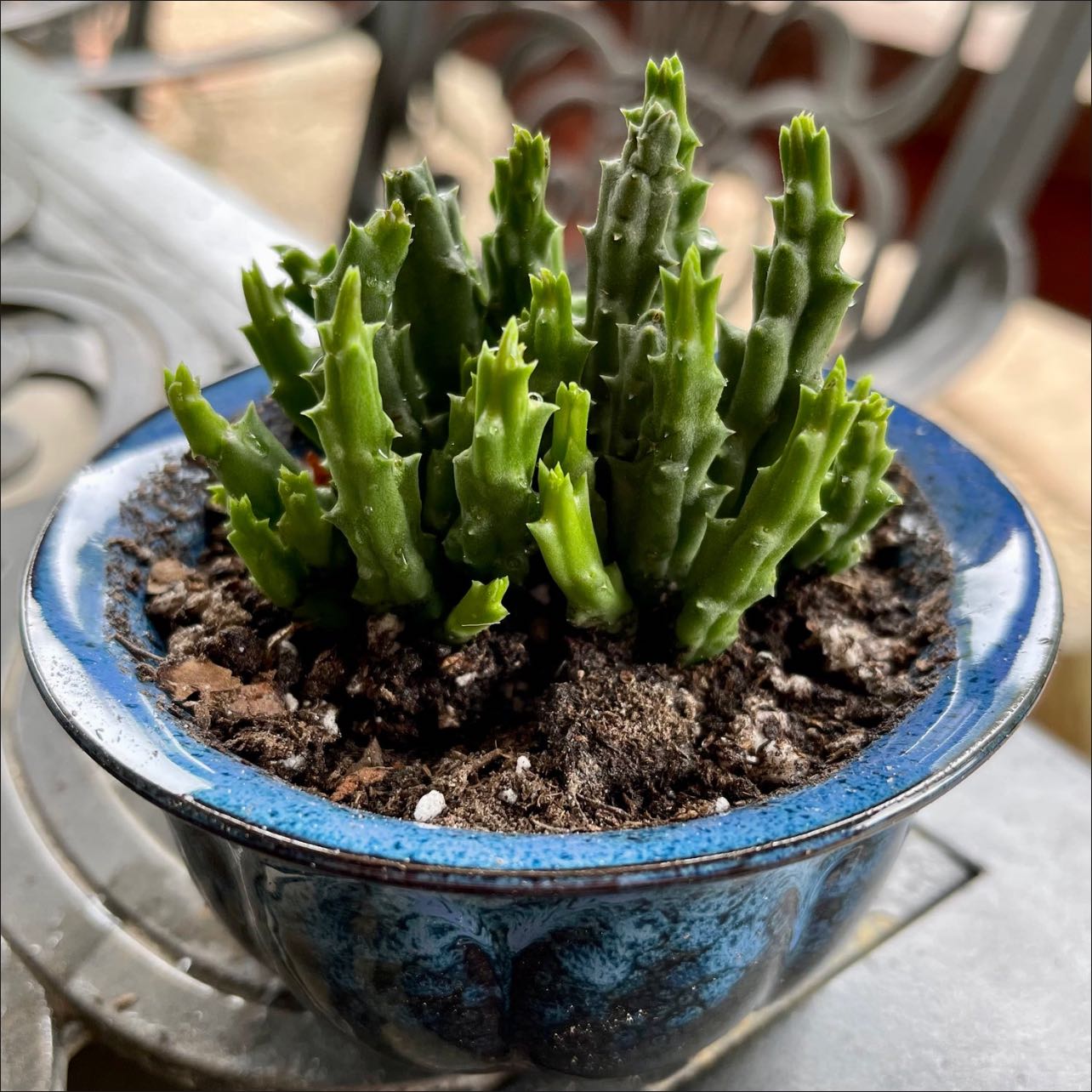 Photo of the plant species Small Starfish Flower by @riverzend named claudine on Greg, the plant care app