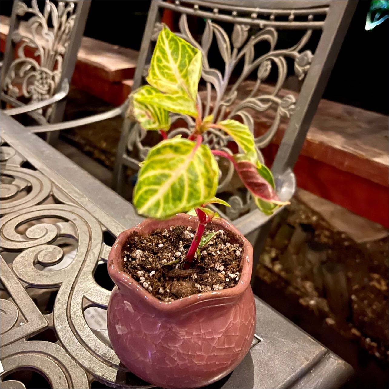 Photo of the plant species Variegated Blood Leaf by @riverzend named blut on Greg, the plant care app