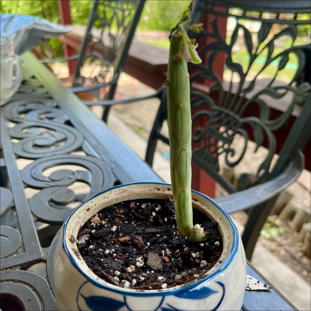 Photo of the plant species Variegated Candle Plant by @riverzend named howard on Greg, the plant care app