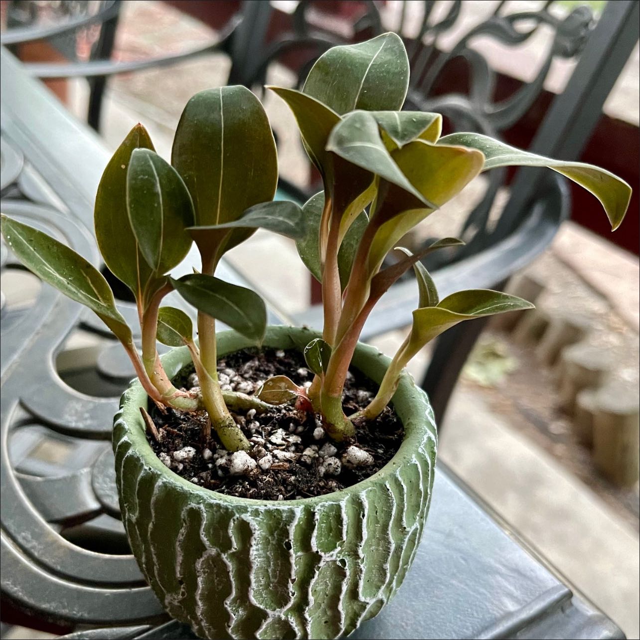 Photo of the plant species Ambrosia Jewel Orchid by @riverzend named sorbma on Greg, the plant care app