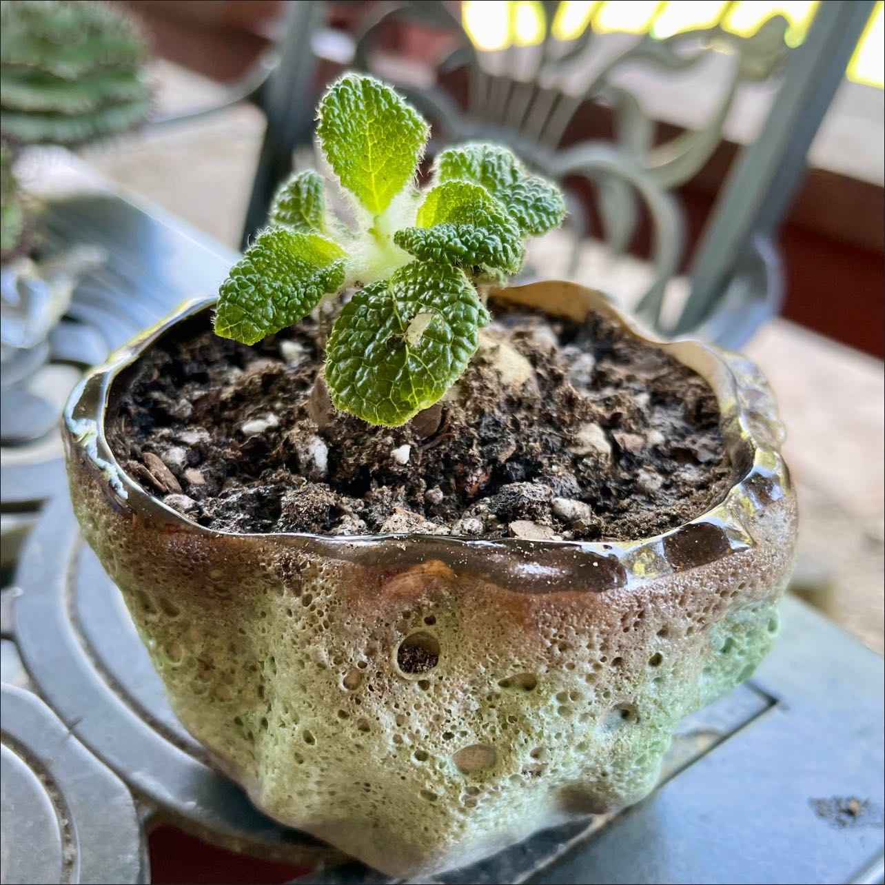 Photo of the plant species Sinningia bullata by @riverzend named tallub on Greg, the plant care app