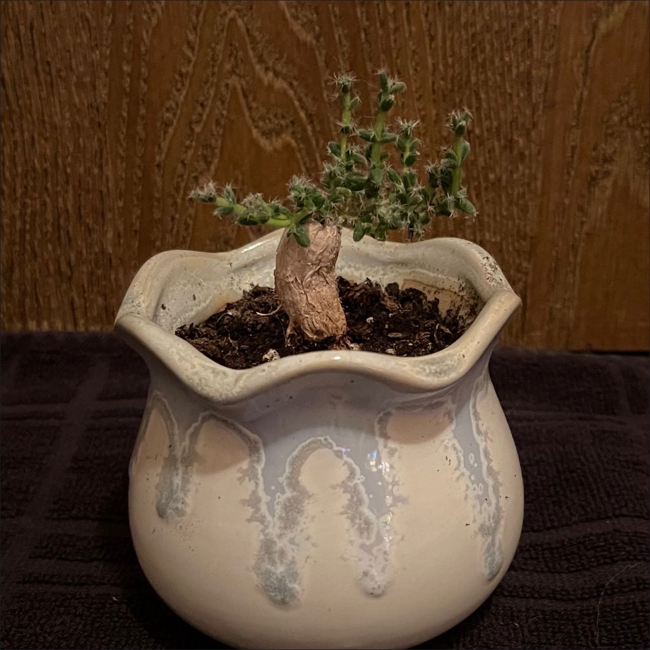 Photo of the plant species Tricodiadema Bulbosom by @riverzend named xenu on Greg, the plant care app