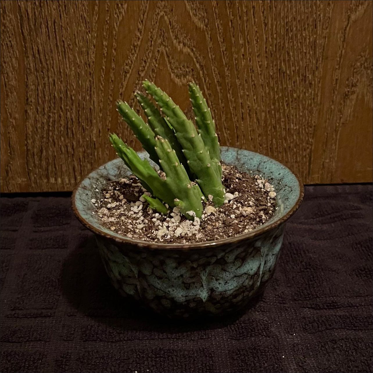 Photo of the plant species Stapelia divaricata by @riverzend named varica on Greg, the plant care app