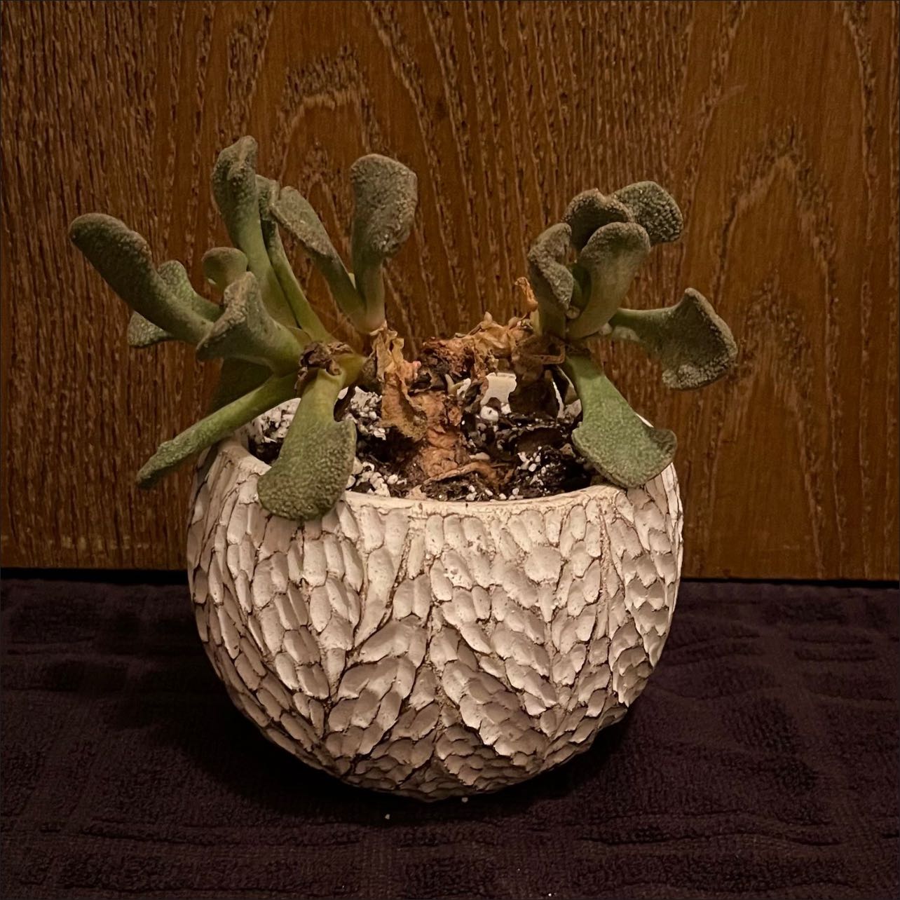 Photo of the plant species Aloinopsis rosulata by @riverzend named oino on Greg, the plant care app