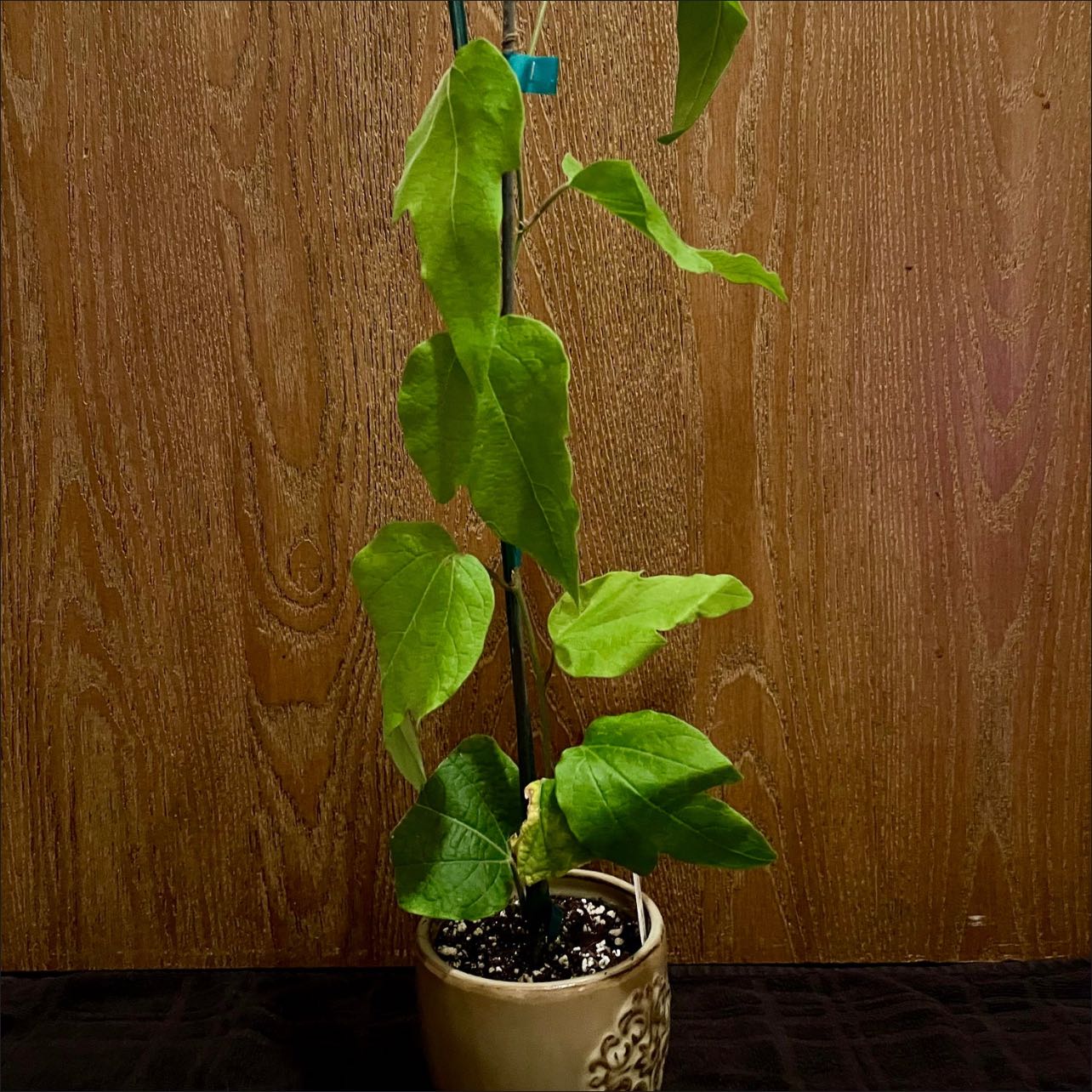 Photo of the plant species Velvet Leaf Passion Flower by @riverzend named morrison on Greg, the plant care app