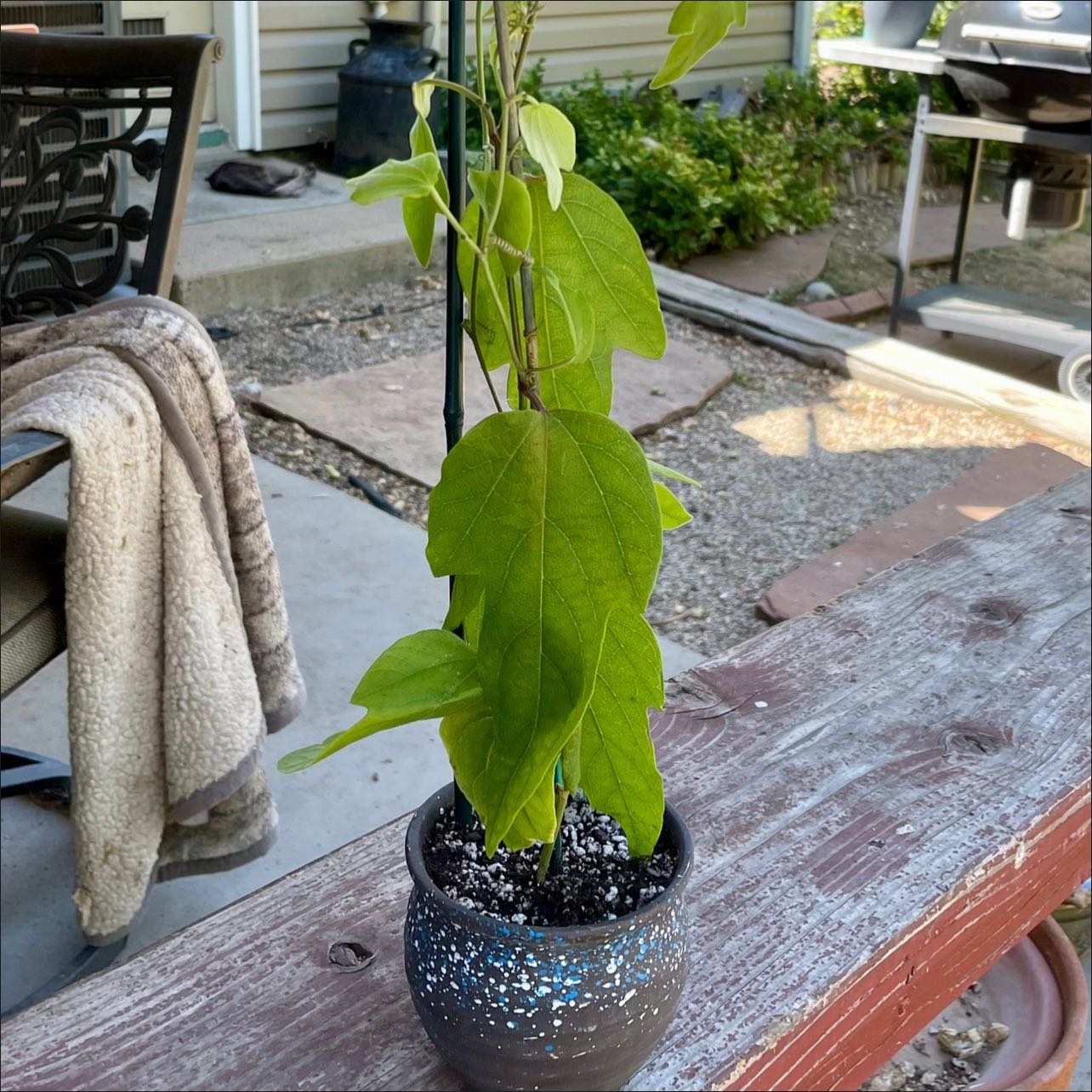 Photo of the plant species Velvet Leaf Passion Flower by @riverzend named lizard on Greg, the plant care app