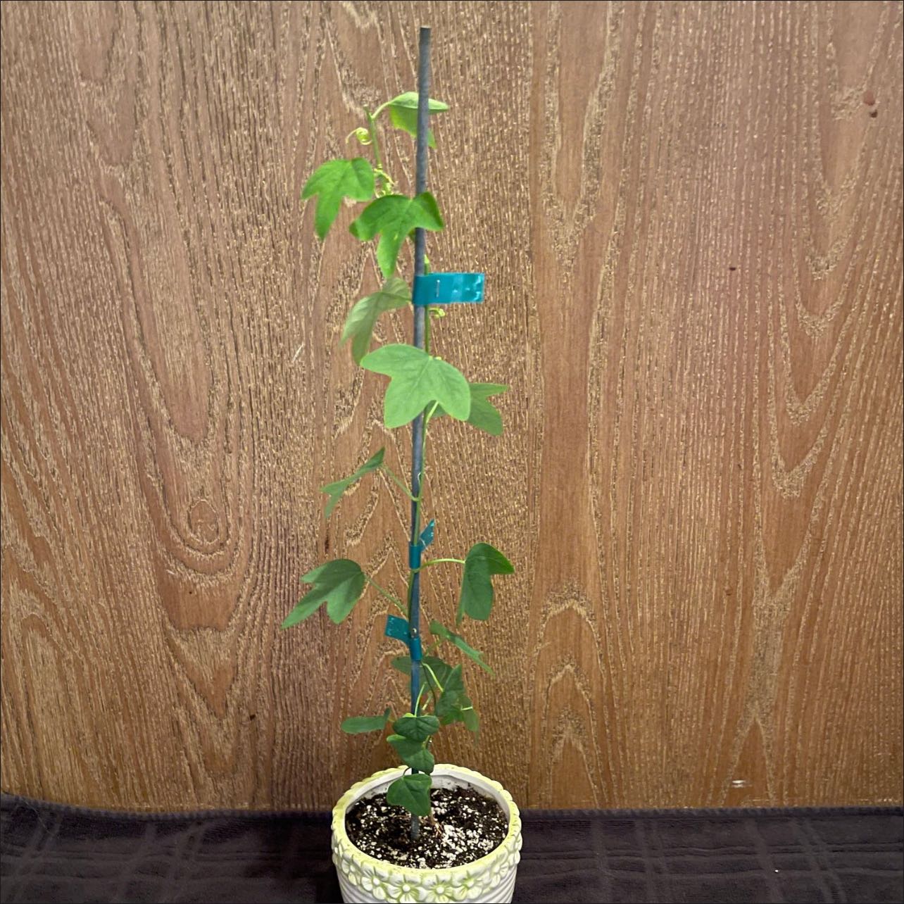 Photo of the plant species Australian Two-Tone Passion Flower by @riverzend named farriss on Greg, the plant care app