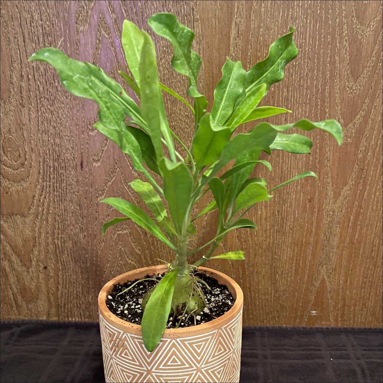 Photo of the plant species Ant Farm Plant by @riverzend named sheldon on Greg, the plant care app