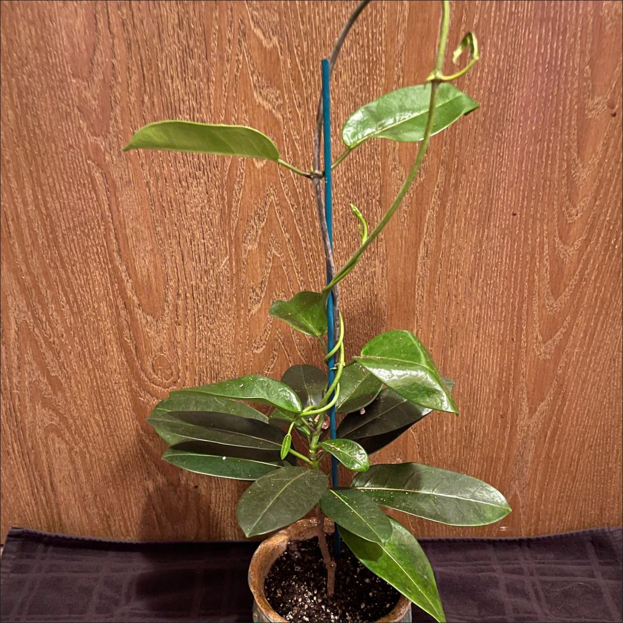 💧 Why Are My Stephanotis Leaves Curling?