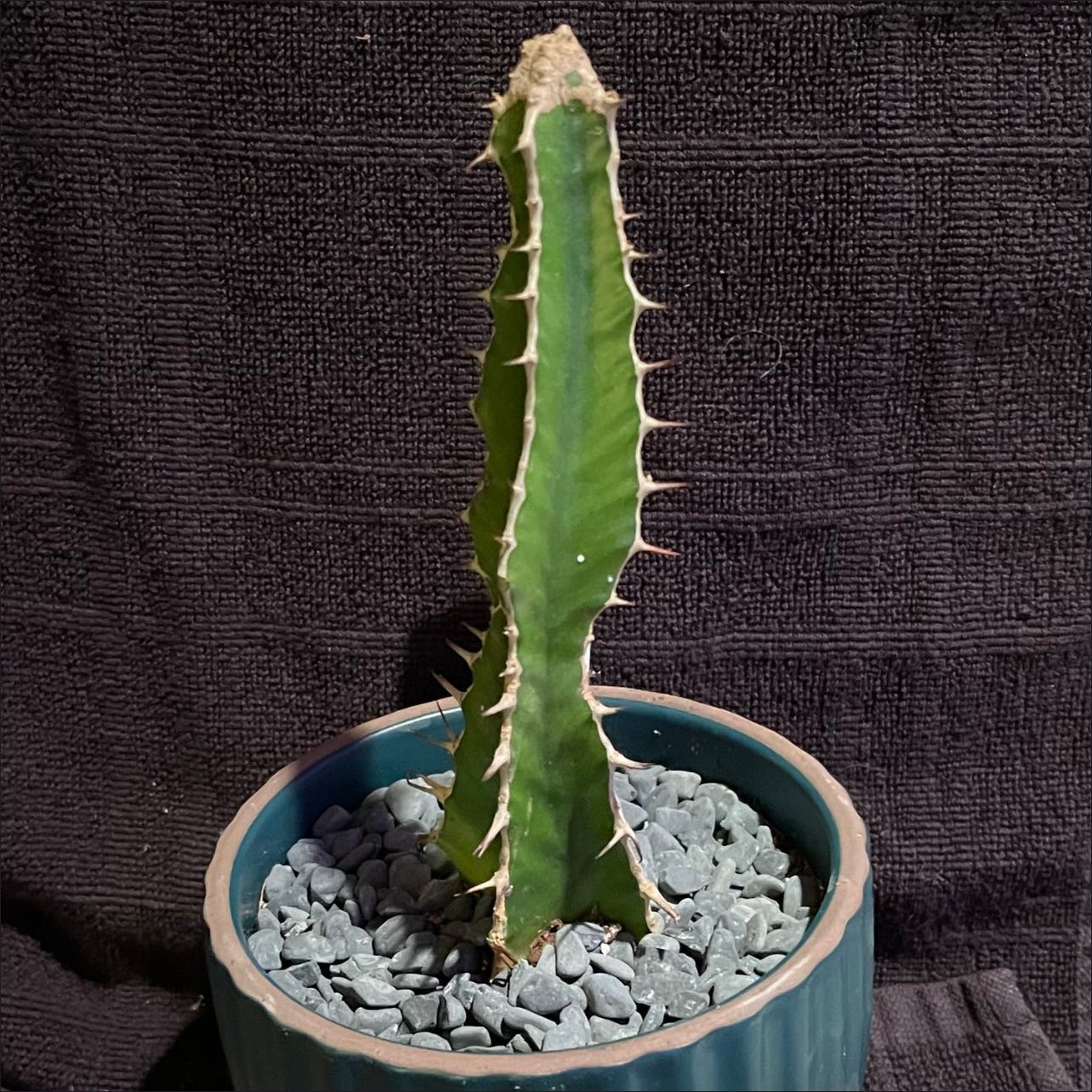 Photo of the plant species Euphorbia Graniticola by @riverzend named niti on Greg, the plant care app