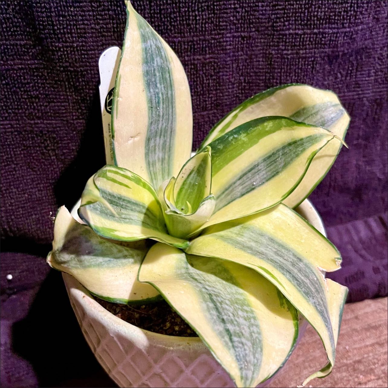 Photo of the plant species Gold Star Hahnii by @riverzend named frieda on Greg, the plant care app