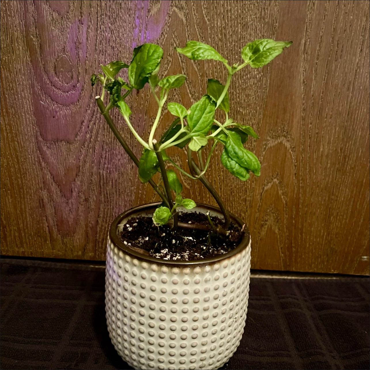 Photo of the plant species Toothache Plant by @riverzend named zahn on Greg, the plant care app