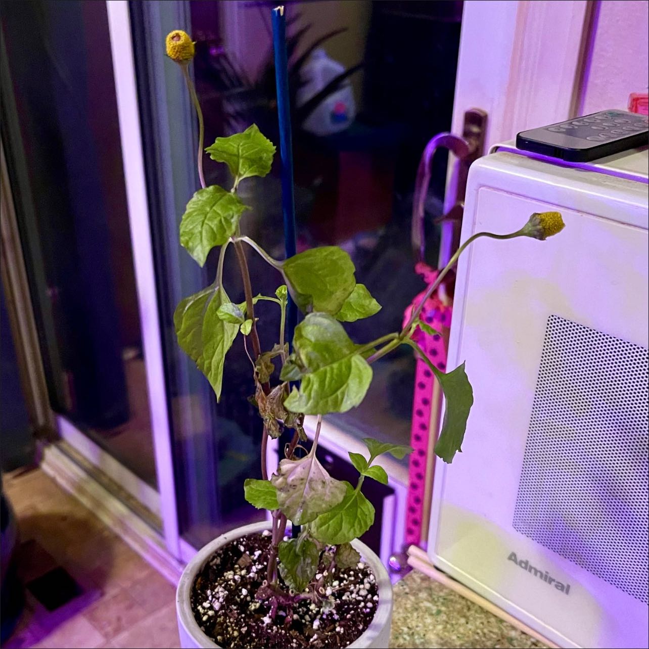 Photo of the plant species Toothache Plant by @riverzend named ouch on Greg, the plant care app