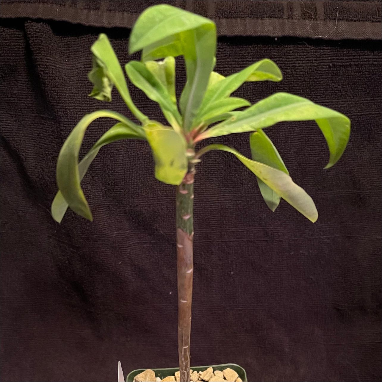 Photo of the plant species Euphorbia mahabobokensis by @riverzend named bobo on Greg, the plant care app
