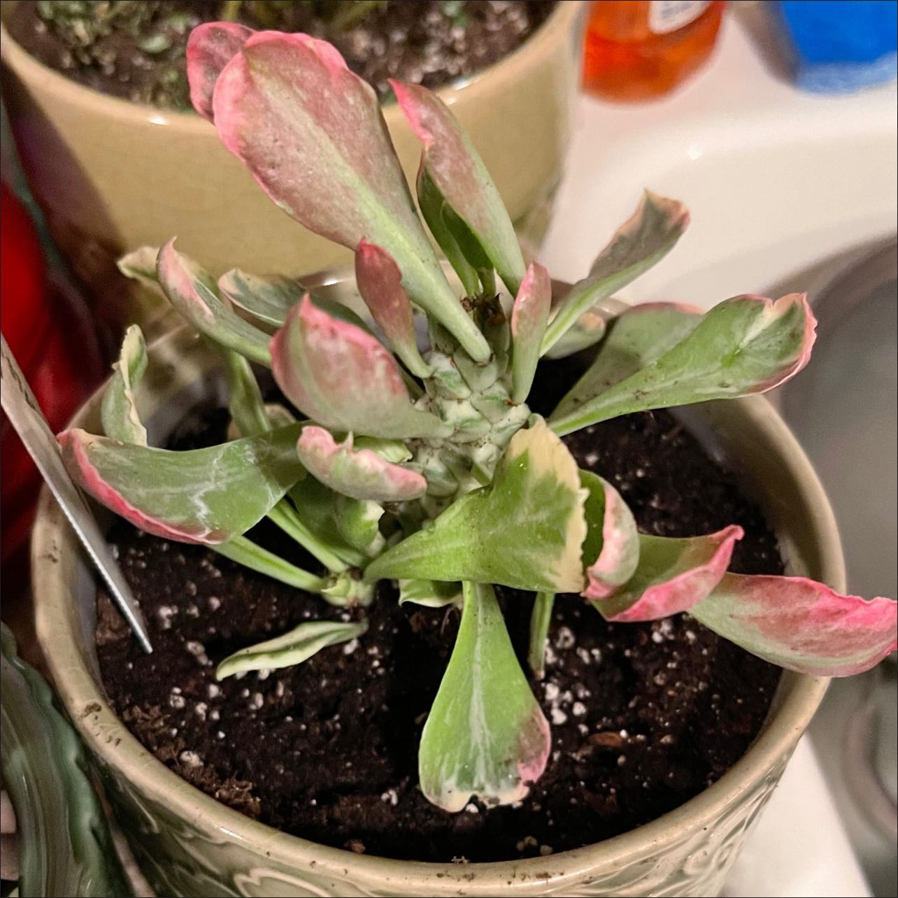 Photo of the plant species Monadenium Stapelioides variegated by @riverzend named lioid on Greg, the plant care app