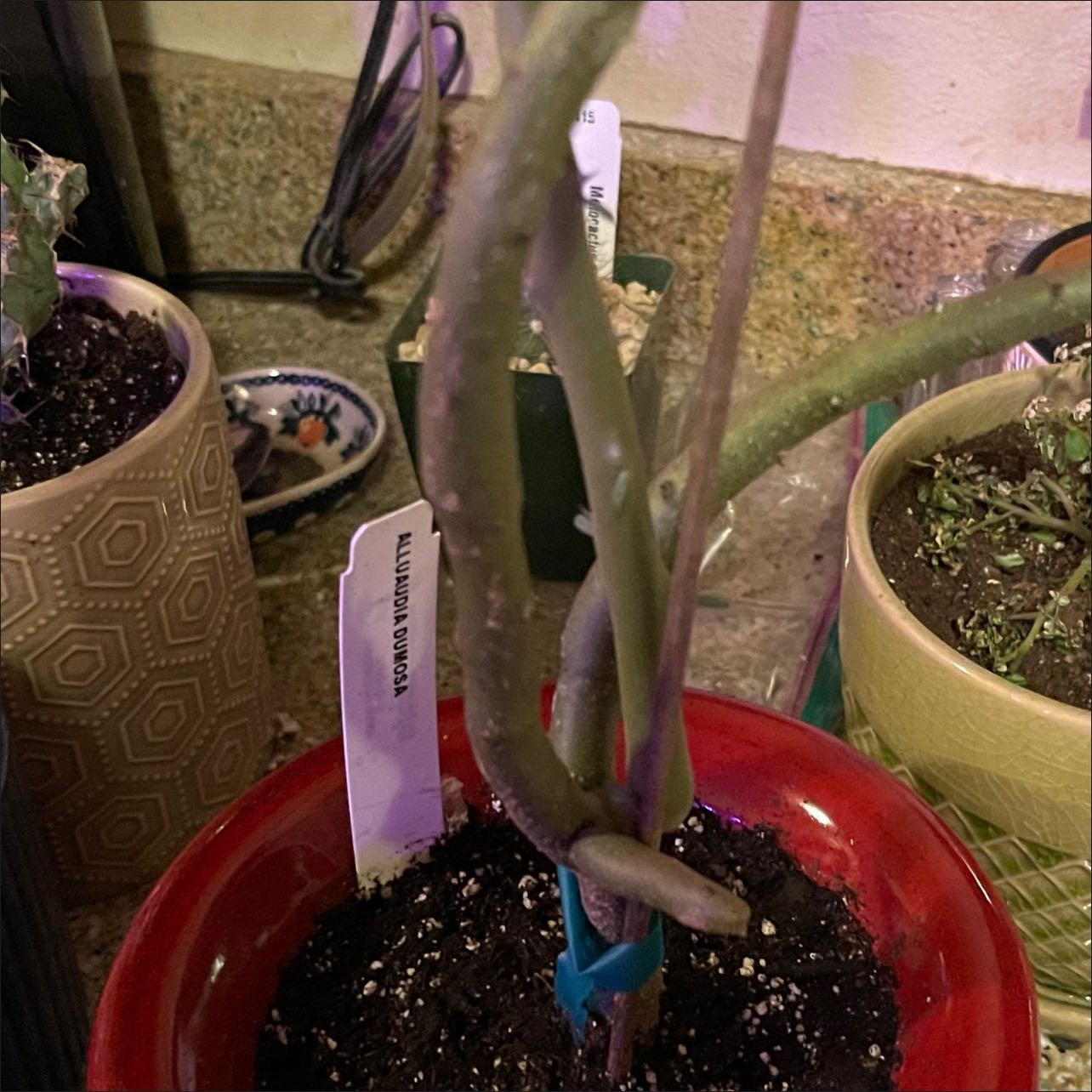 Photo of the plant species Alluaudia Dumosa by @riverzend named umo on Greg, the plant care app