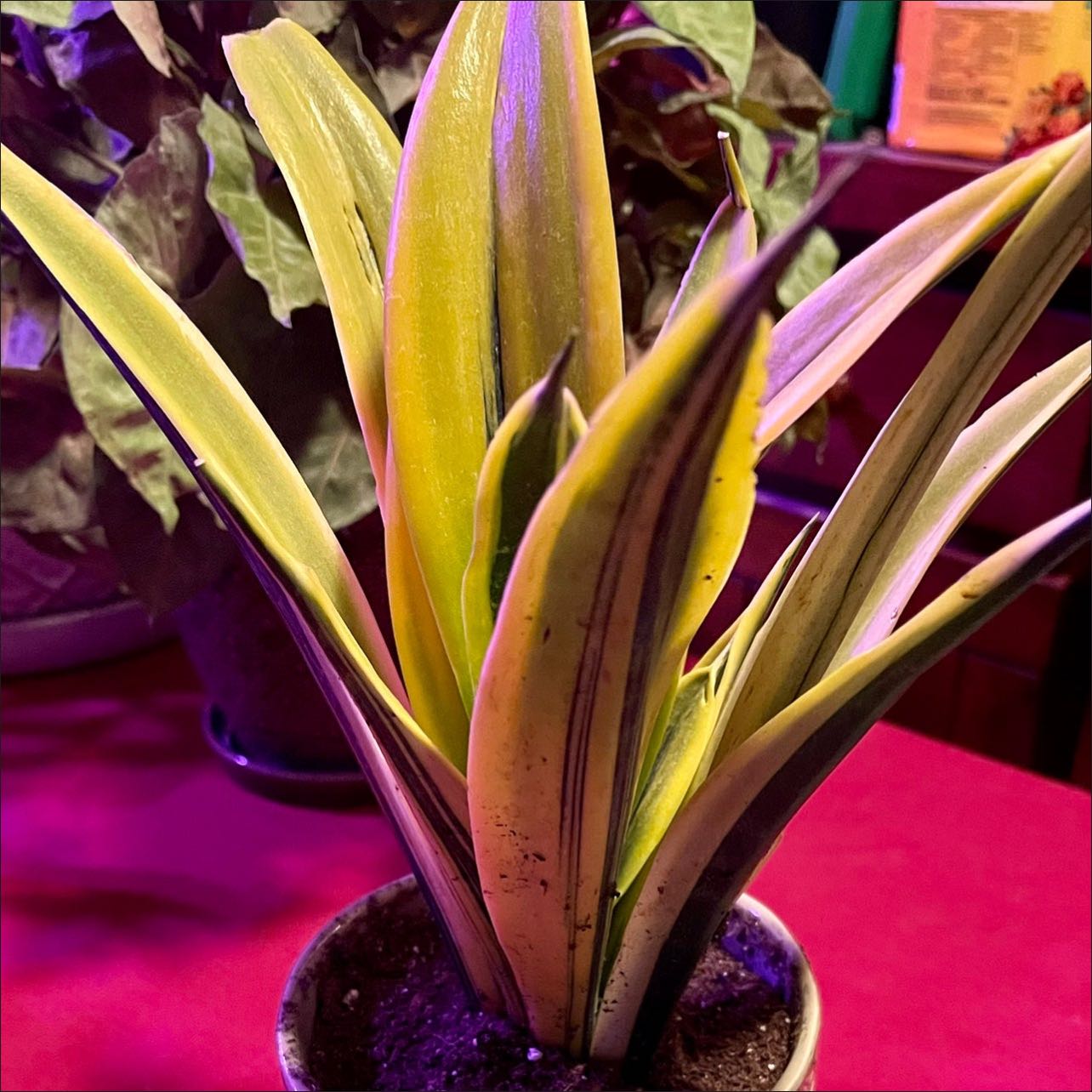 Photo of the plant species Sansevieria 'La Rubia' by @riverzend named aibur on Greg, the plant care app