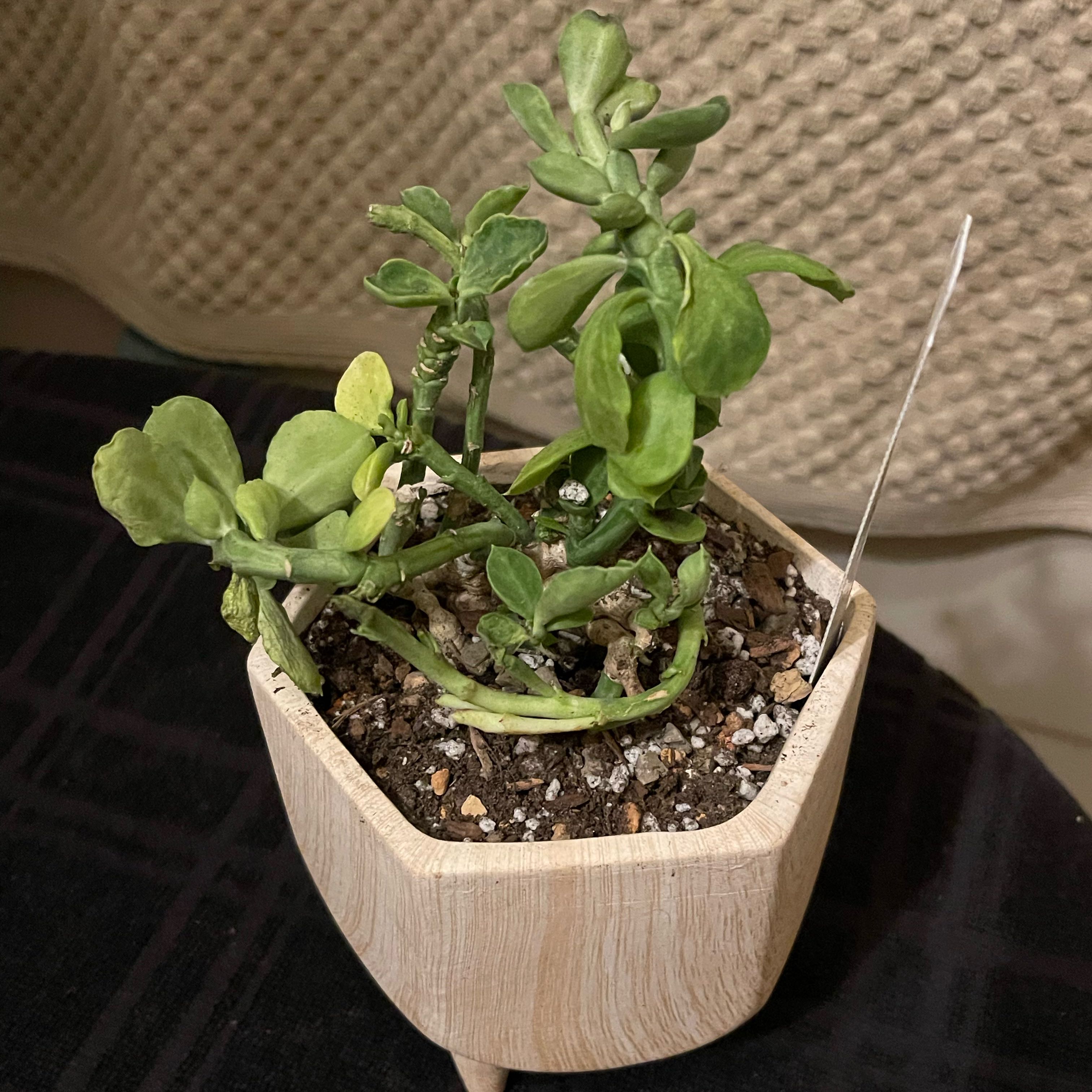Photo of the plant species Monadenium Rhizophora by @riverzend named hizop on Greg, the plant care app