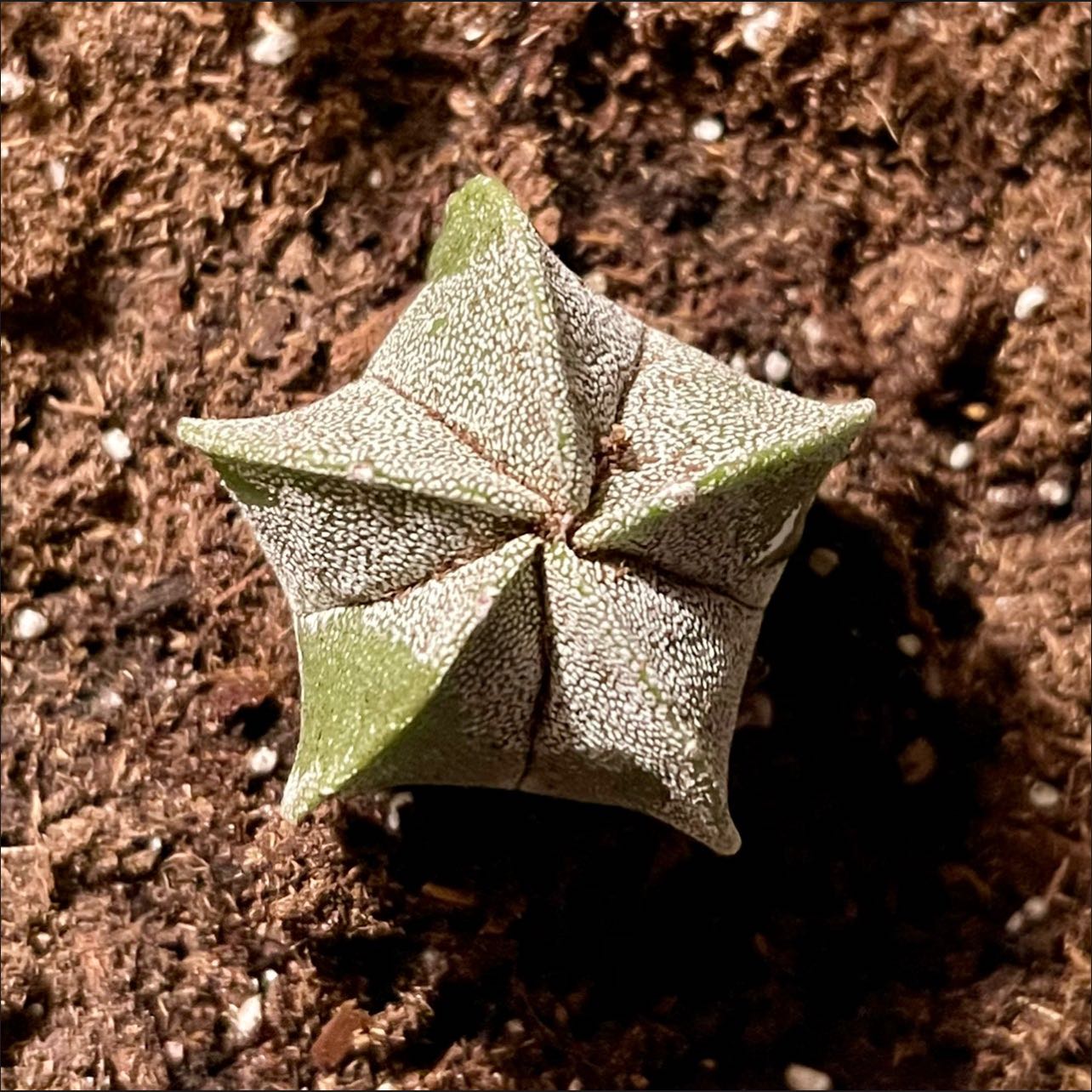 Top view of a healthy Bishop's Cap Cactus (Astrophytum myriostigma) with visible soil.