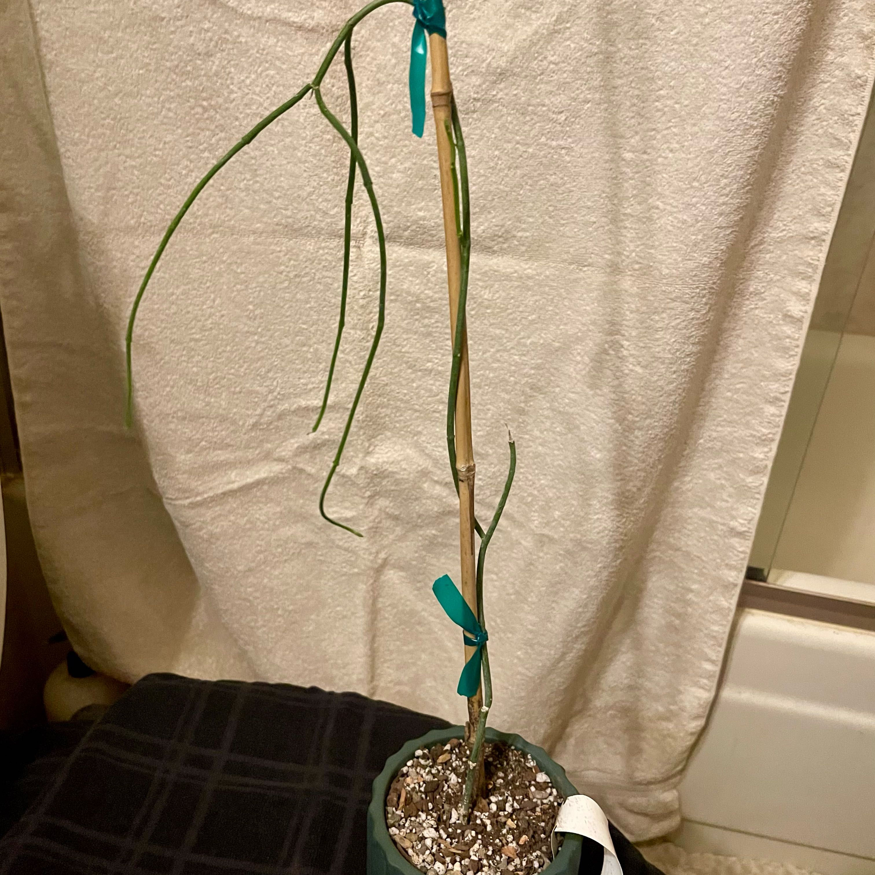 Photo of the plant species Bushman's Pipe by @riverzend named pliat on Greg, the plant care app