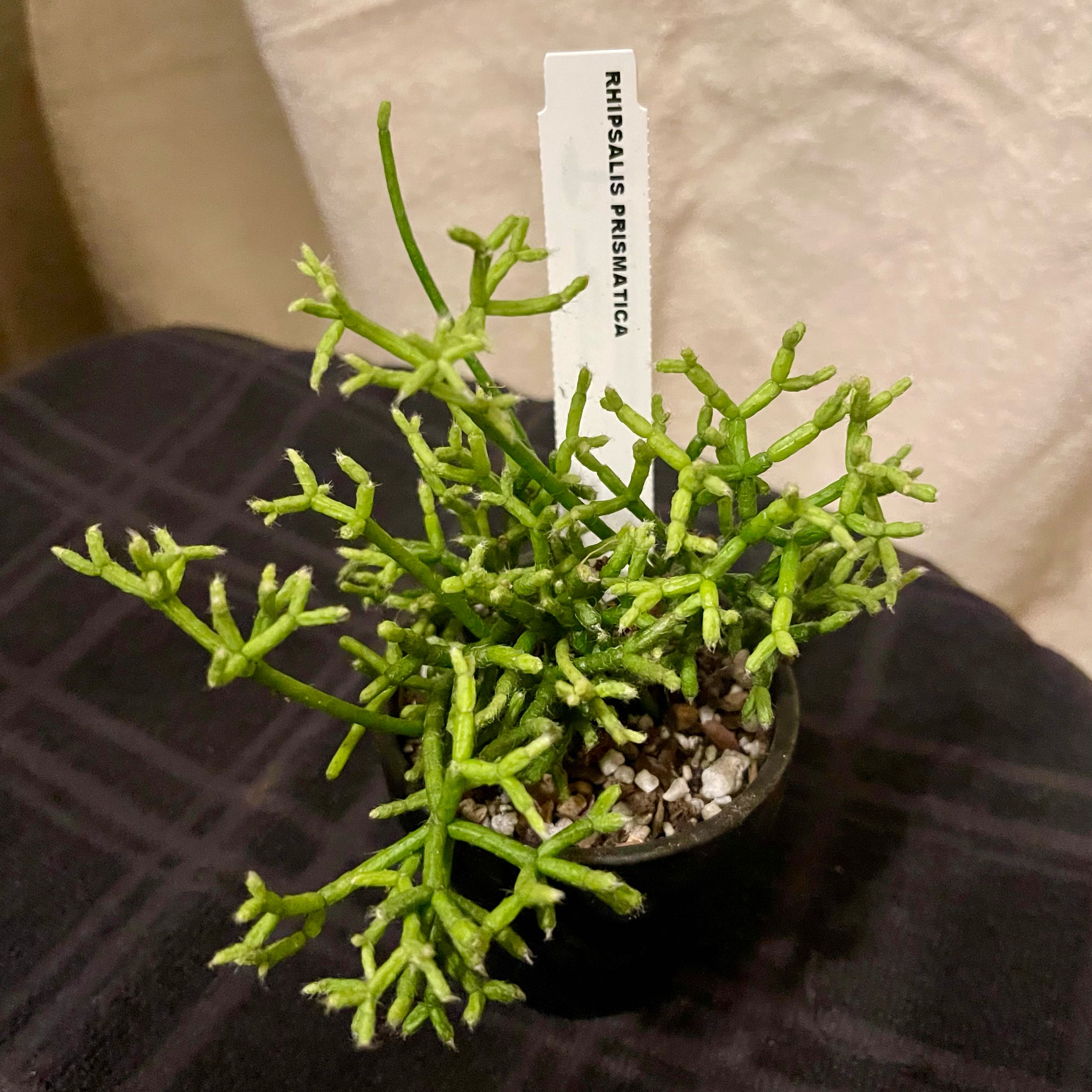 Photo of the plant species Mistletoe Cactus by @riverzend named prisma on Greg, the plant care app