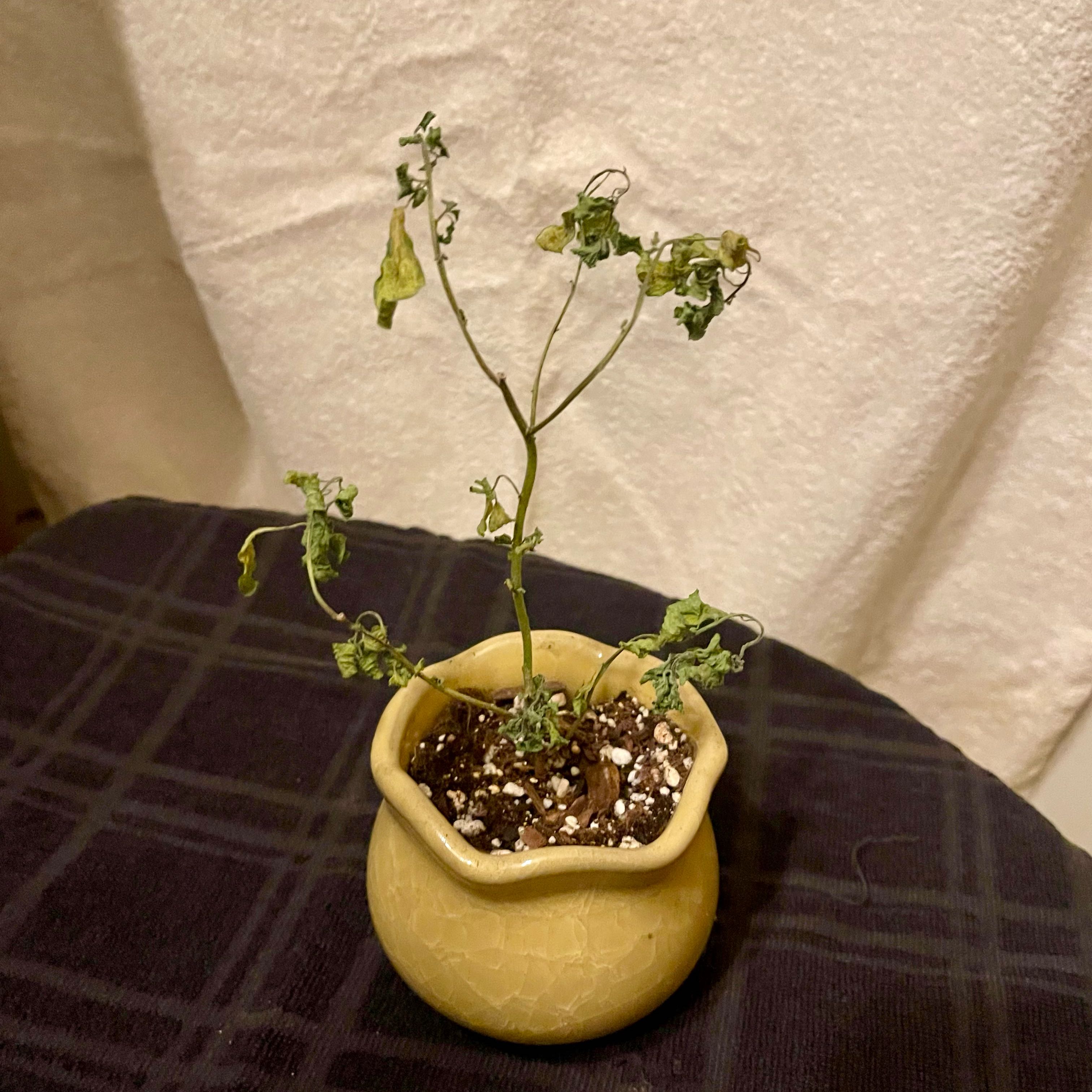 Photo of the plant species Marmalade Bush by @riverzend named marmelaði on Greg, the plant care app