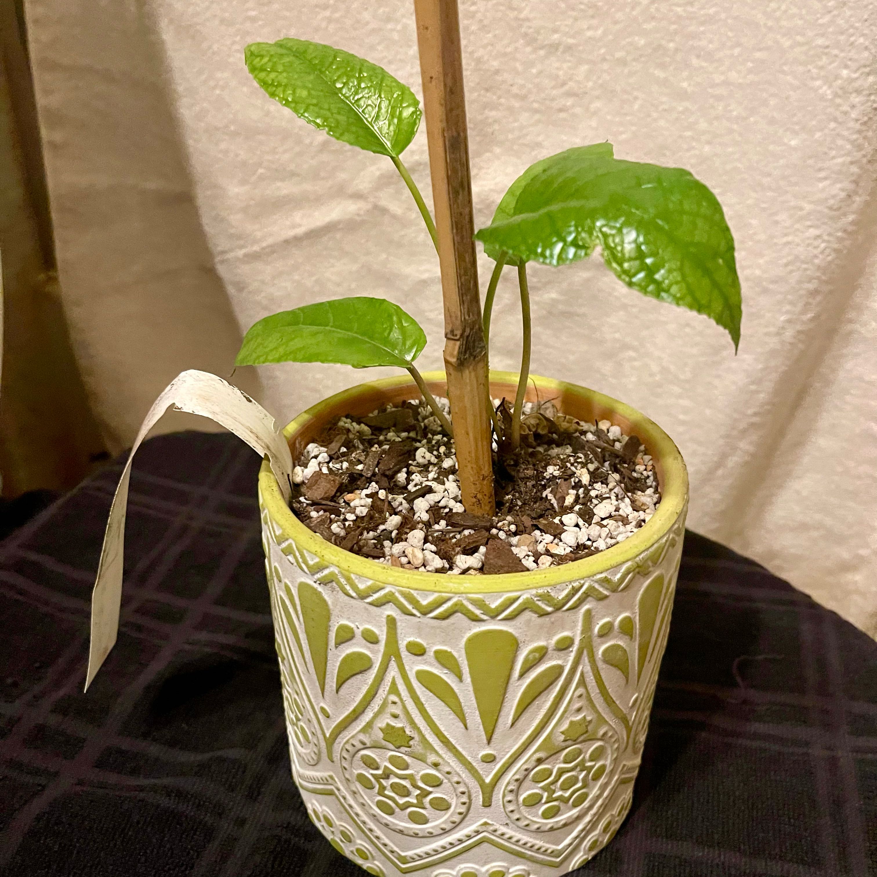 Photo of the plant species Dorstenia bahiensis by @riverzend named dorna on Greg, the plant care app