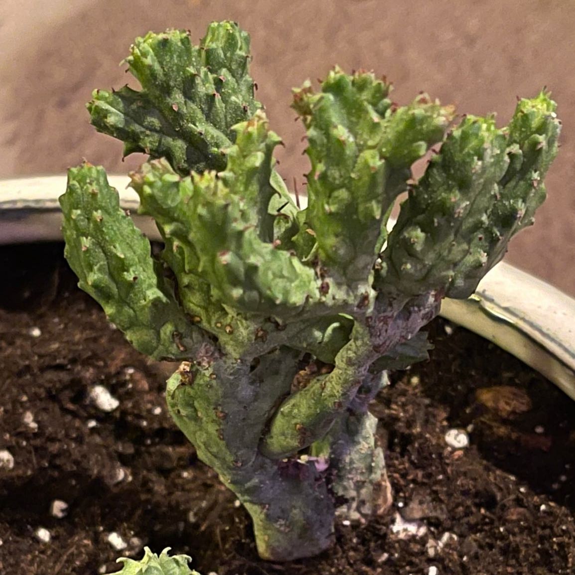 Photo of the plant species Euphorbia enopla coral by @riverzend named pone on Greg, the plant care app