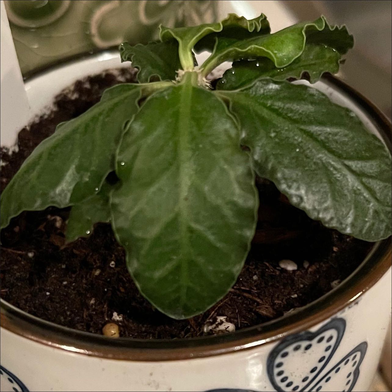 Photo of the plant species Euphorbia Ambovombensis by @riverzend named movo on Greg, the plant care app