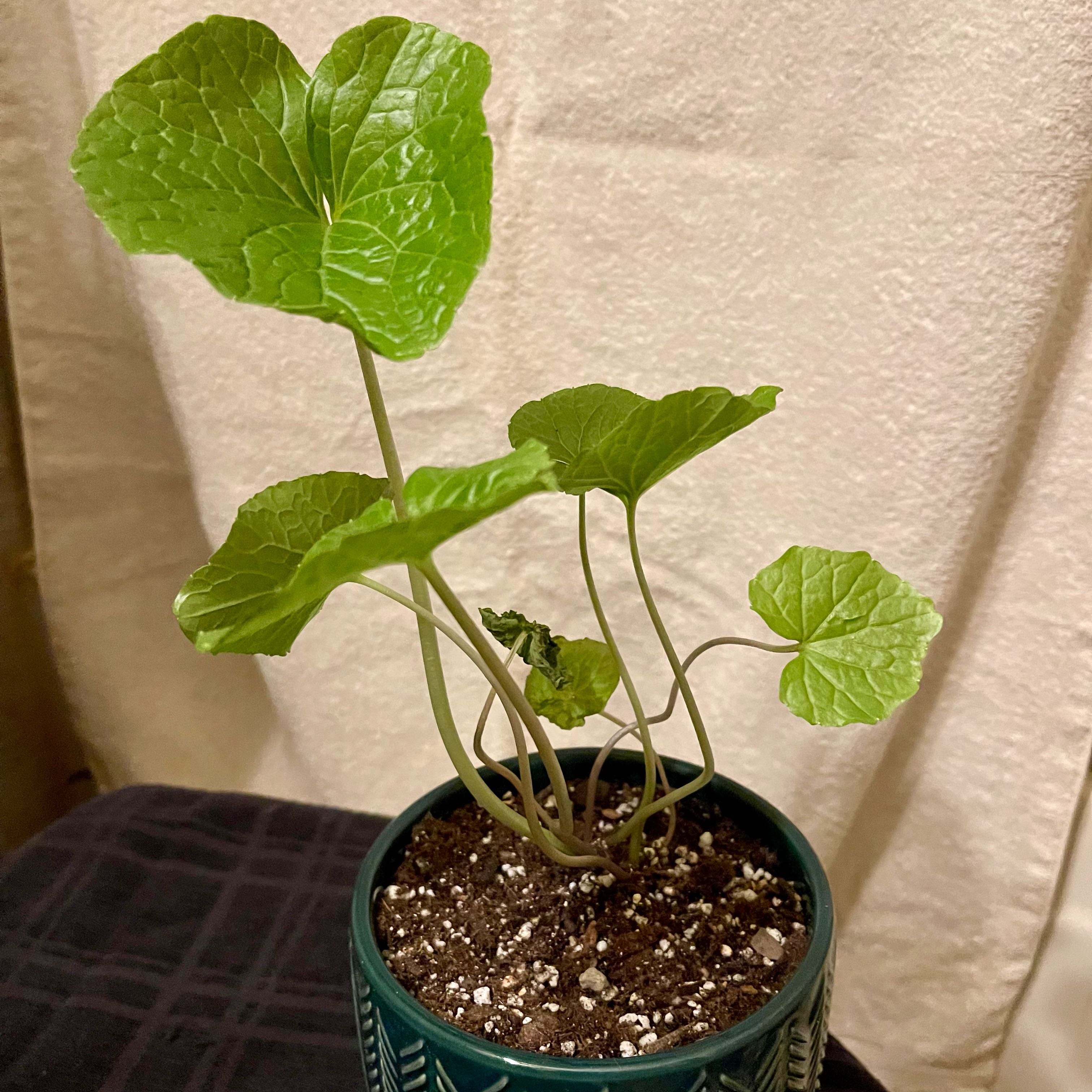 Photo of the plant species Wasabi by @riverzend named piparrót on Greg, the plant care app