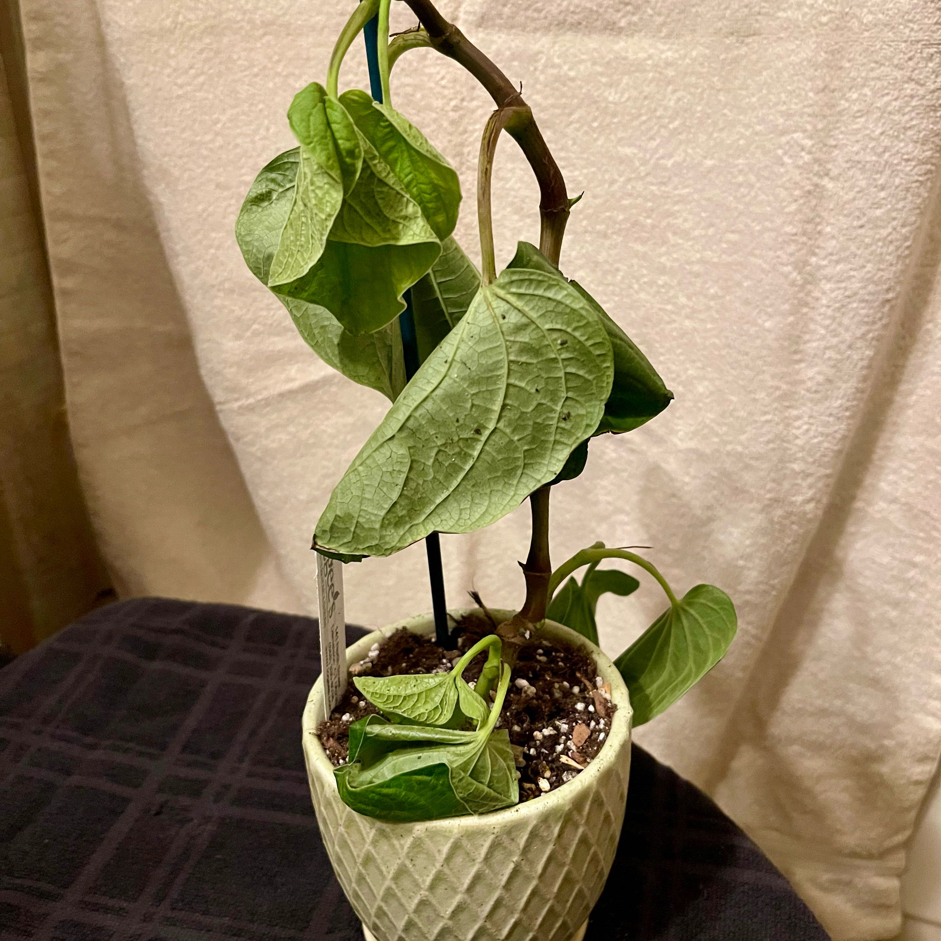 Photo of the plant species Kava by @riverzend named ethyl on Greg, the plant care app