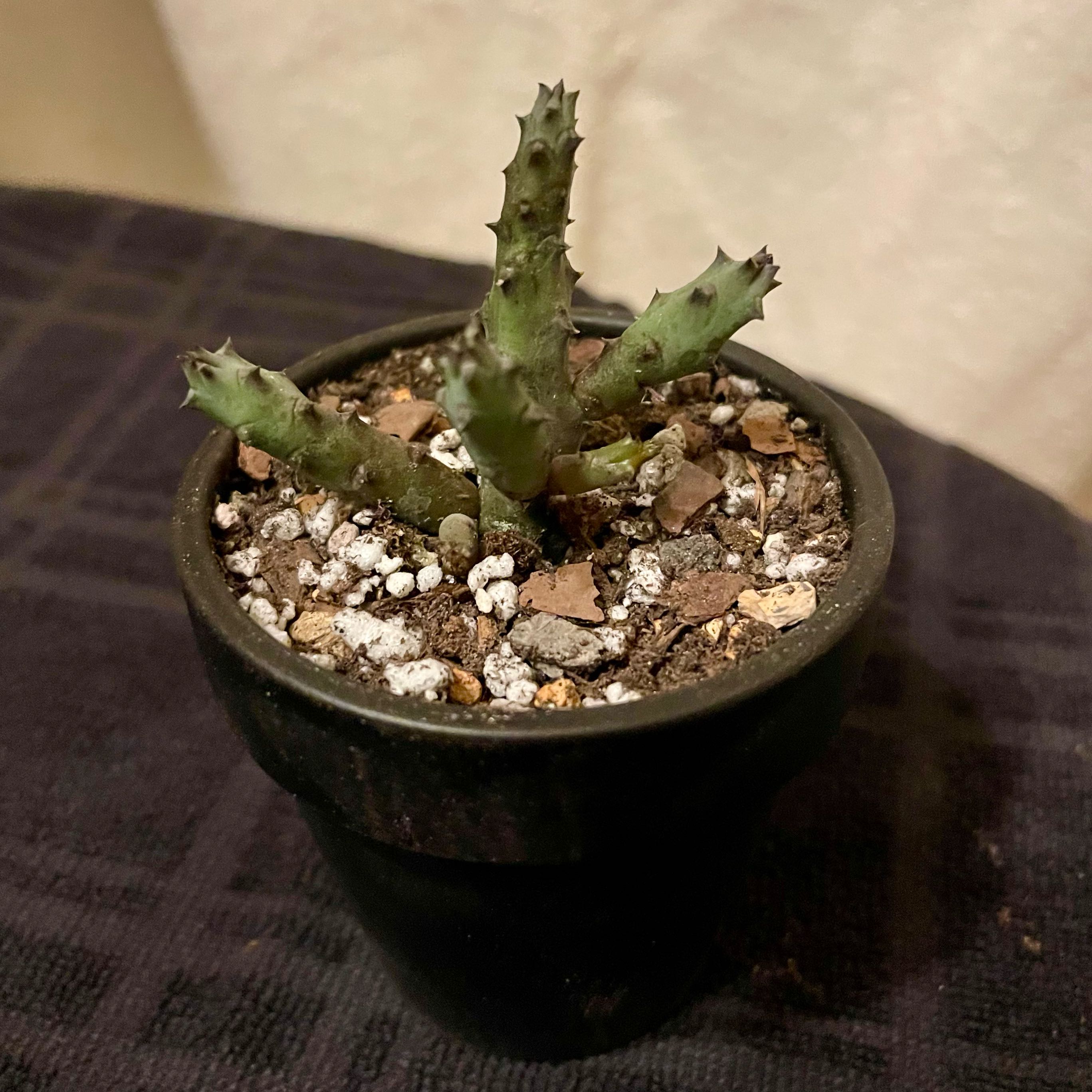Photo of the plant species Humpty Dumpty Huernnia by @riverzend named h. pandurata on Greg, the plant care app