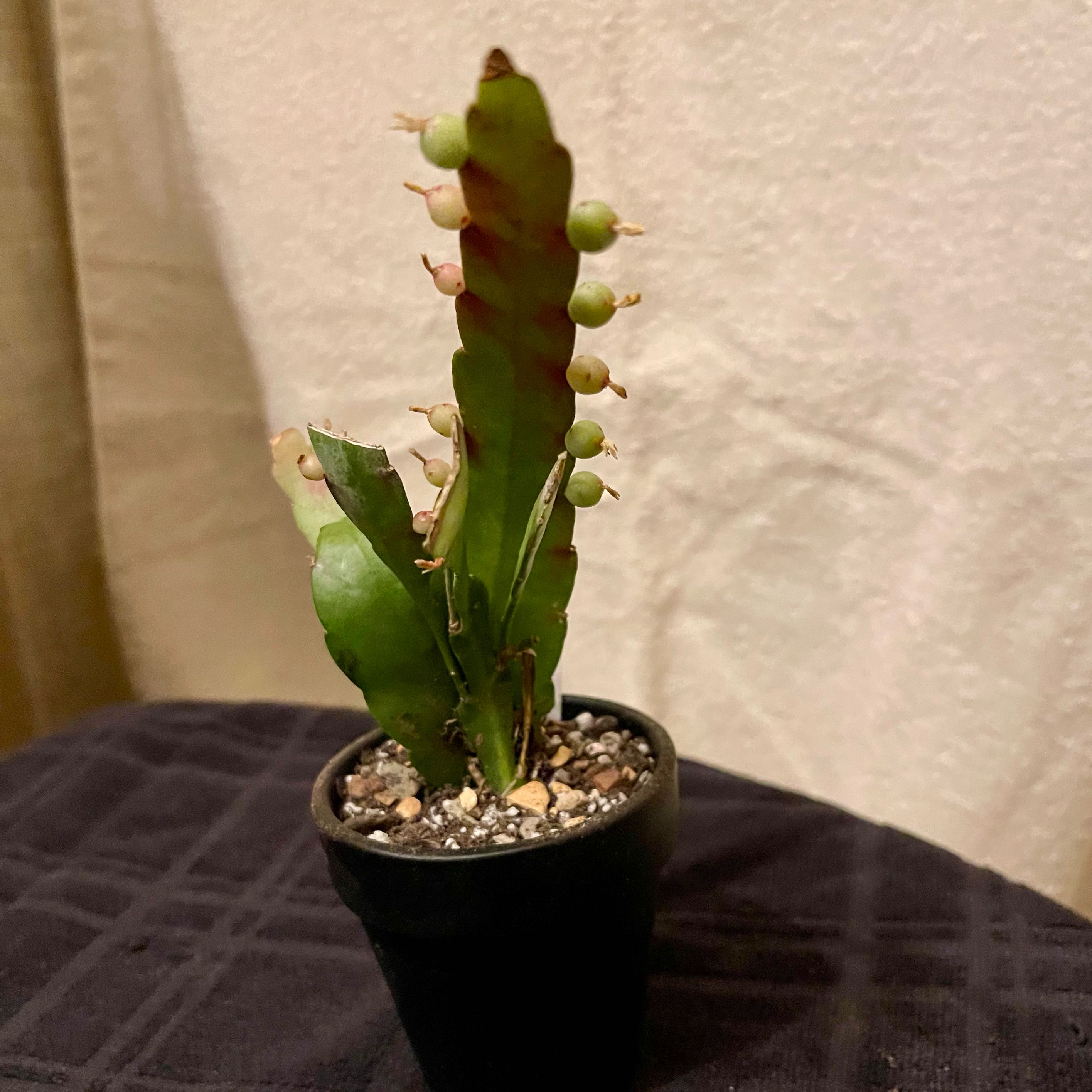 Photo of the plant species Red Mistletoe Cactus by @riverzend named kimnachia on Greg, the plant care app