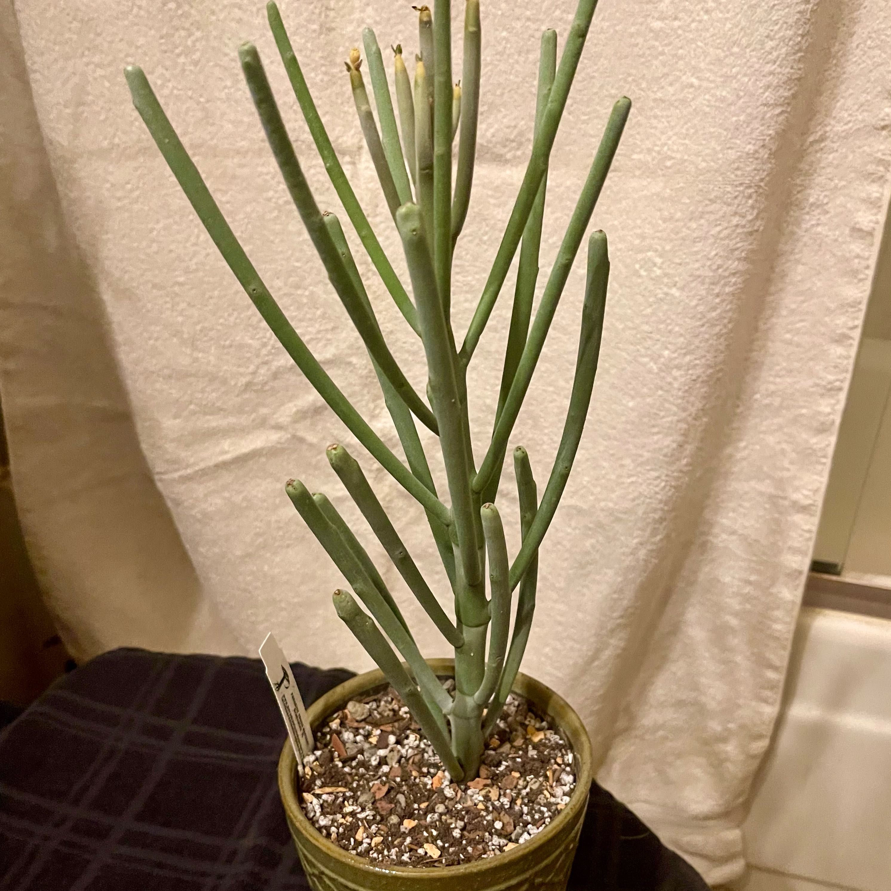 Photo of the plant species Stick Euphorbia by @riverzend named arbu on Greg, the plant care app