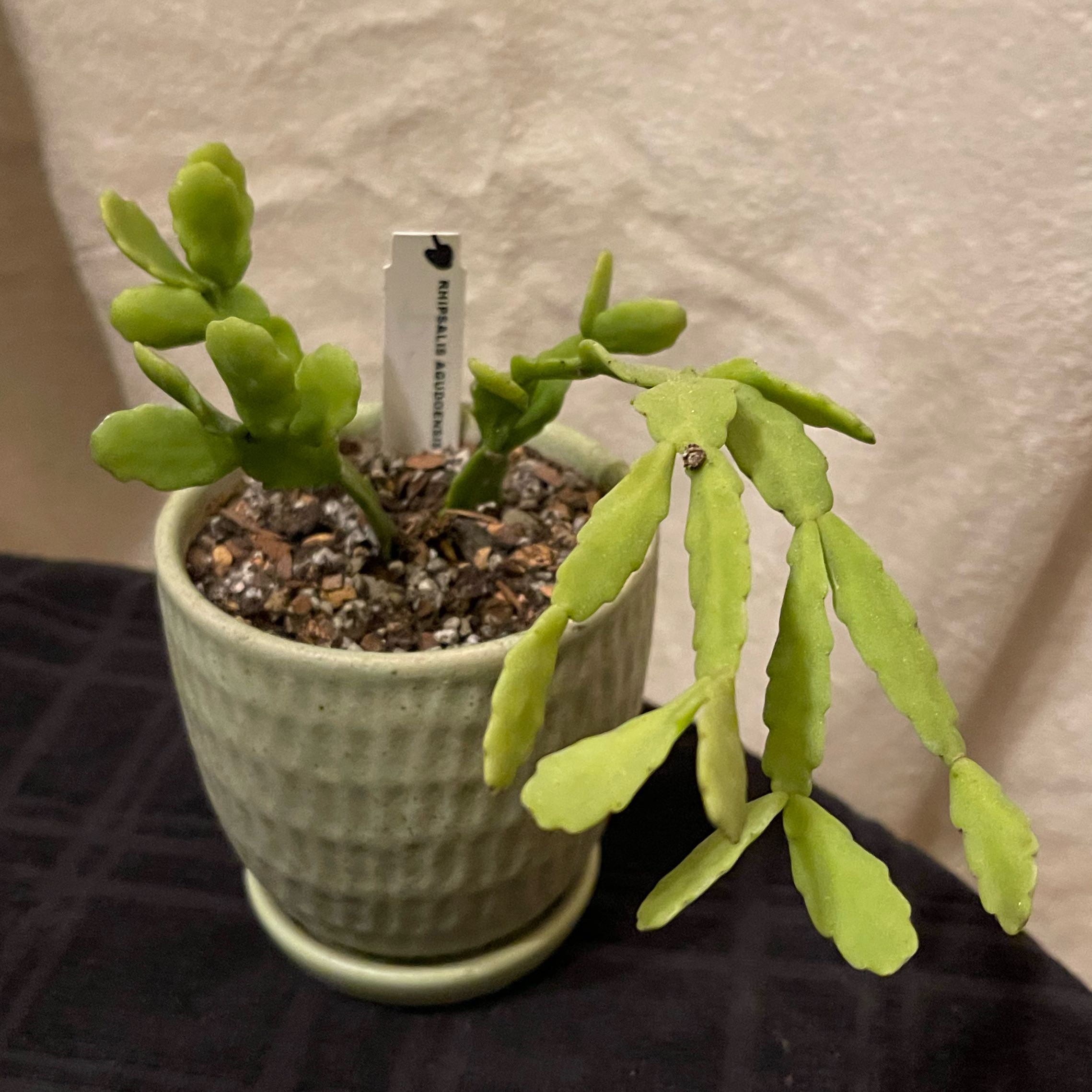 Photo of the plant species Rhipsalis agudoensis by @riverzend named gudo on Greg, the plant care app