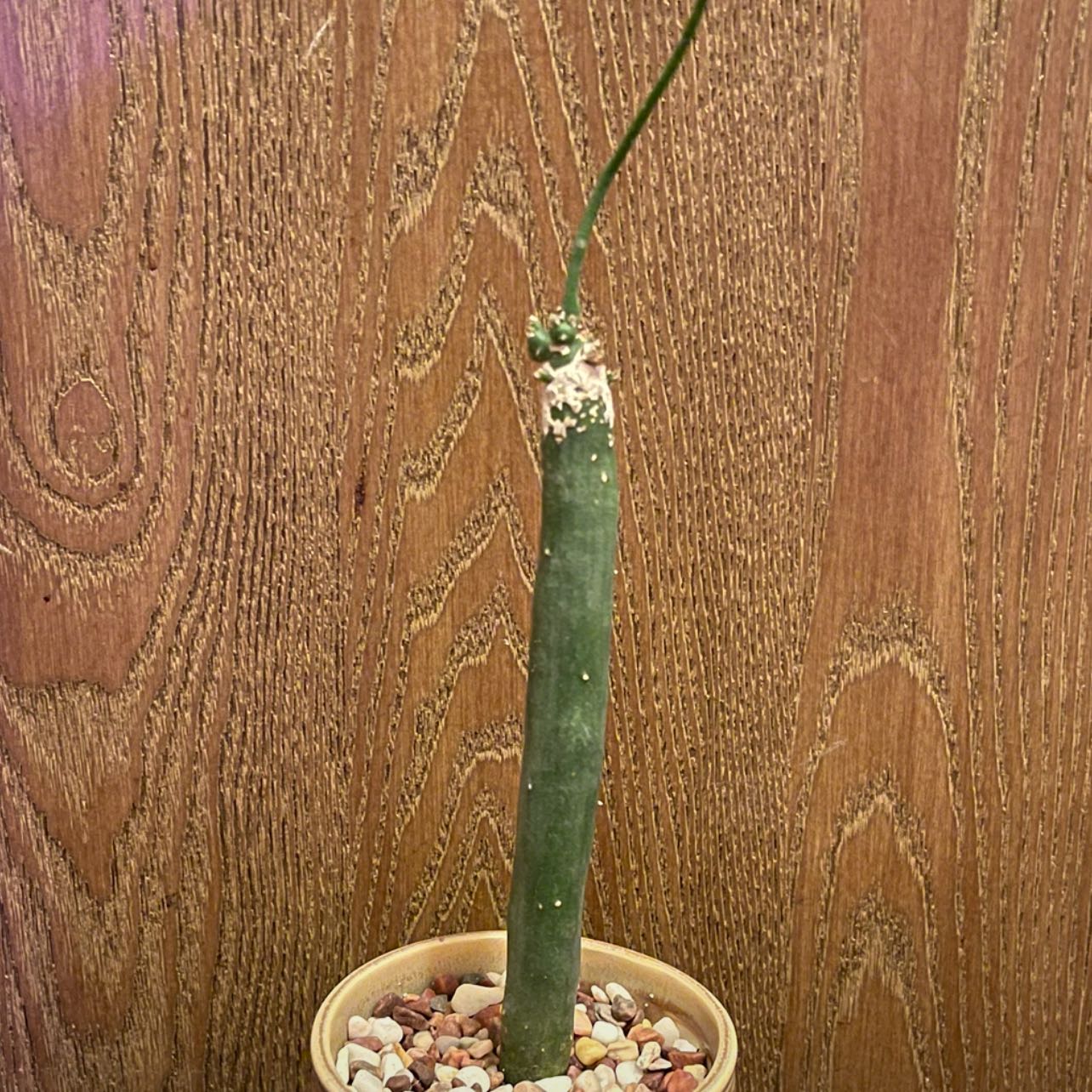 Photo of the plant species Inch Worm by @riverzend named k. obesa on Greg, the plant care app