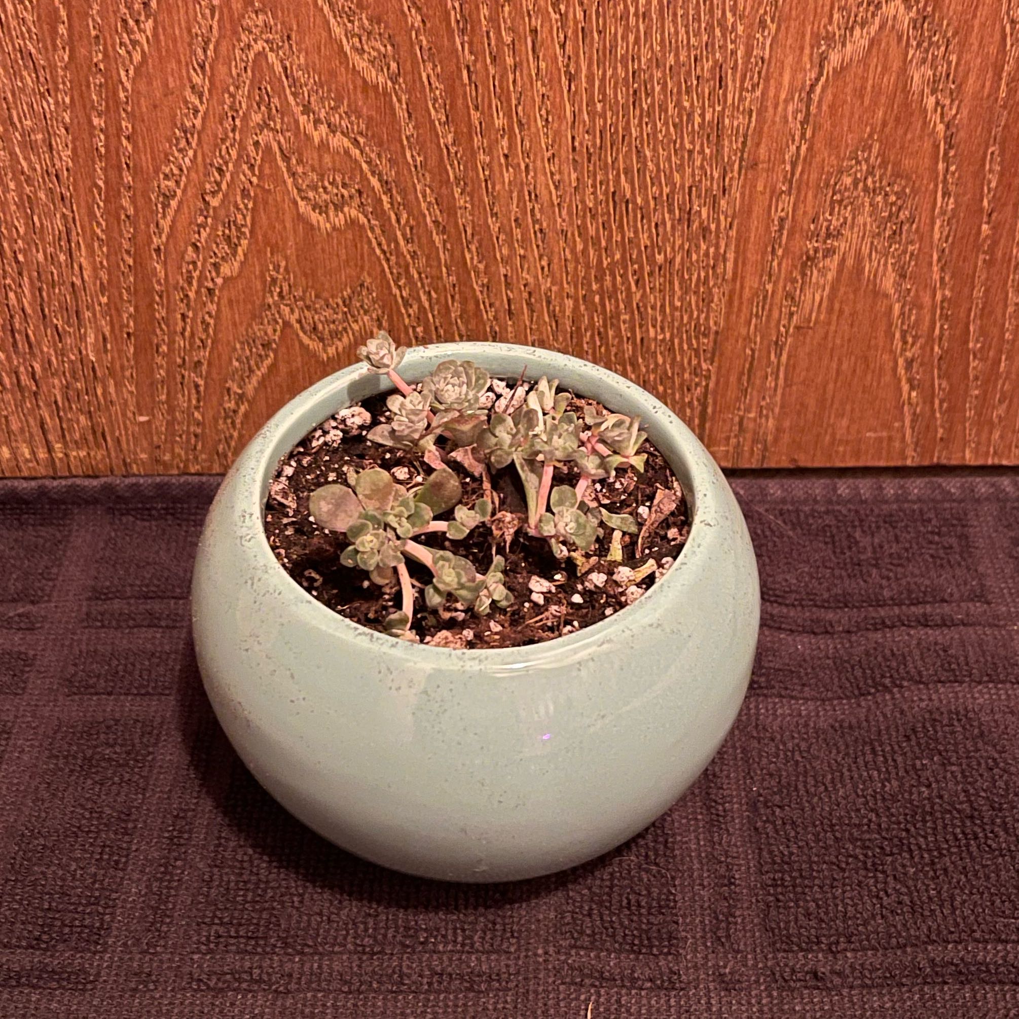 Potted Sedum clavatum plant in a light blue pot on a dark surface against a wooden background.