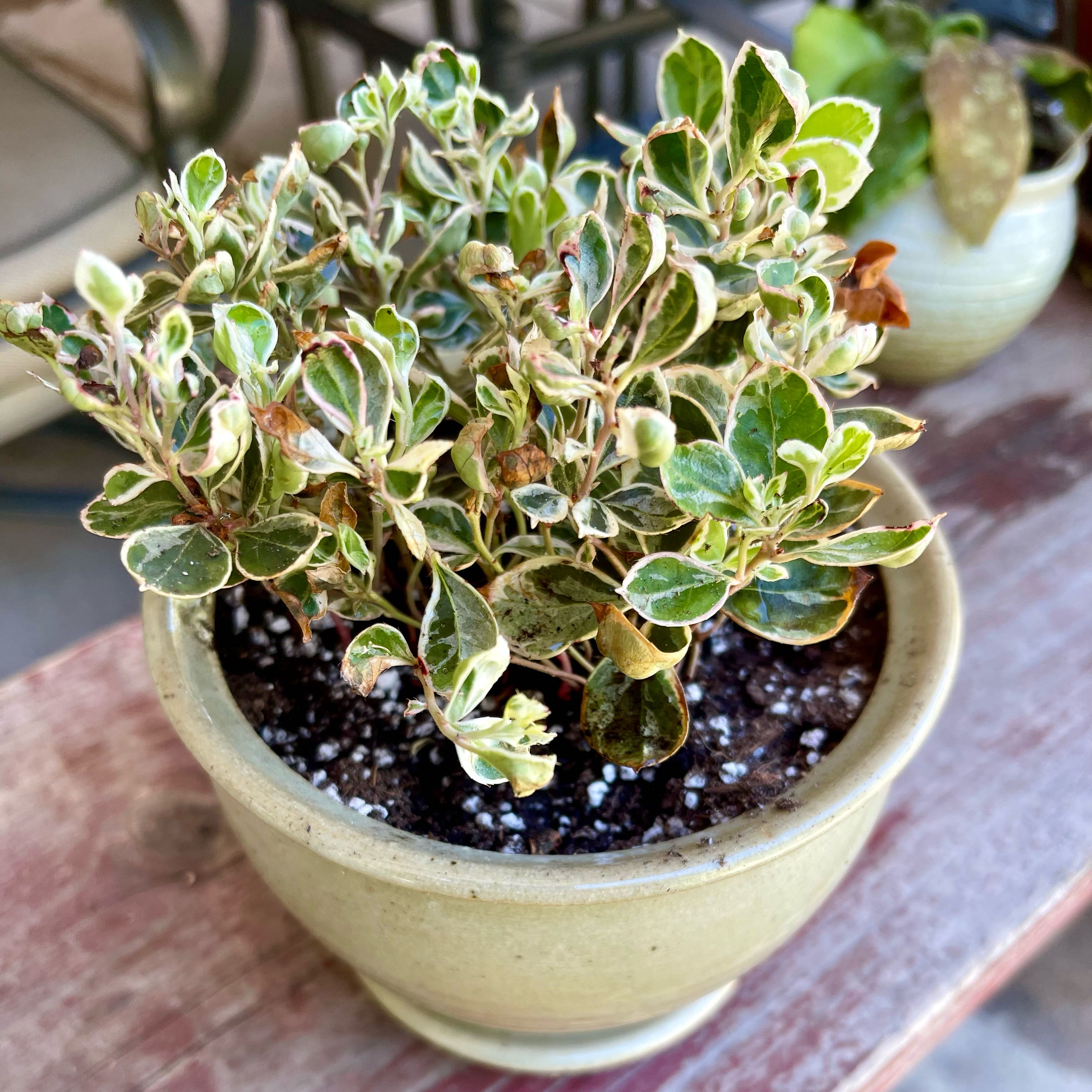 Photo of the plant species Winter Splash Wintergreen by @riverzend named sploosh on Greg, the plant care app