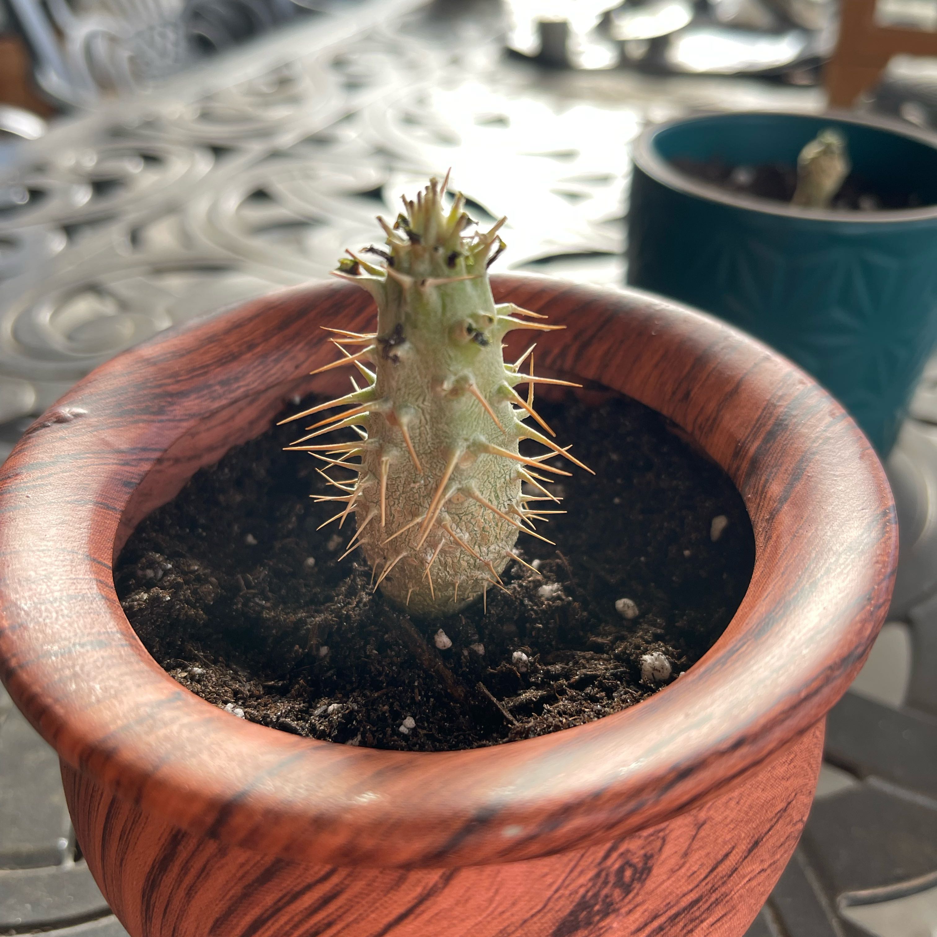 Photo of the plant species elephant's foot plant by @riverzend named fuß on Greg, the plant care app