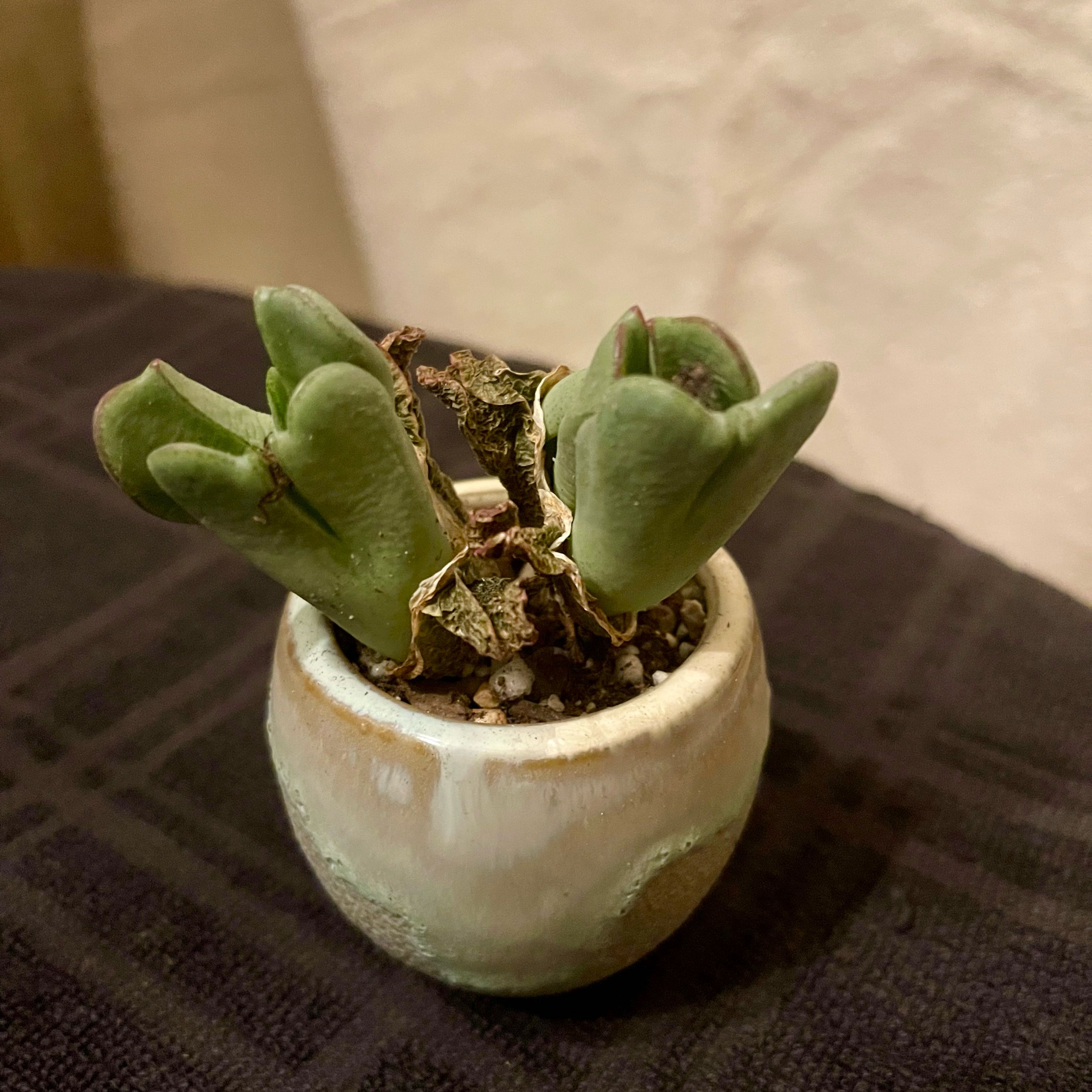 Photo of the plant species Living Pebble by @riverzend named jimmy on Greg, the plant care app
